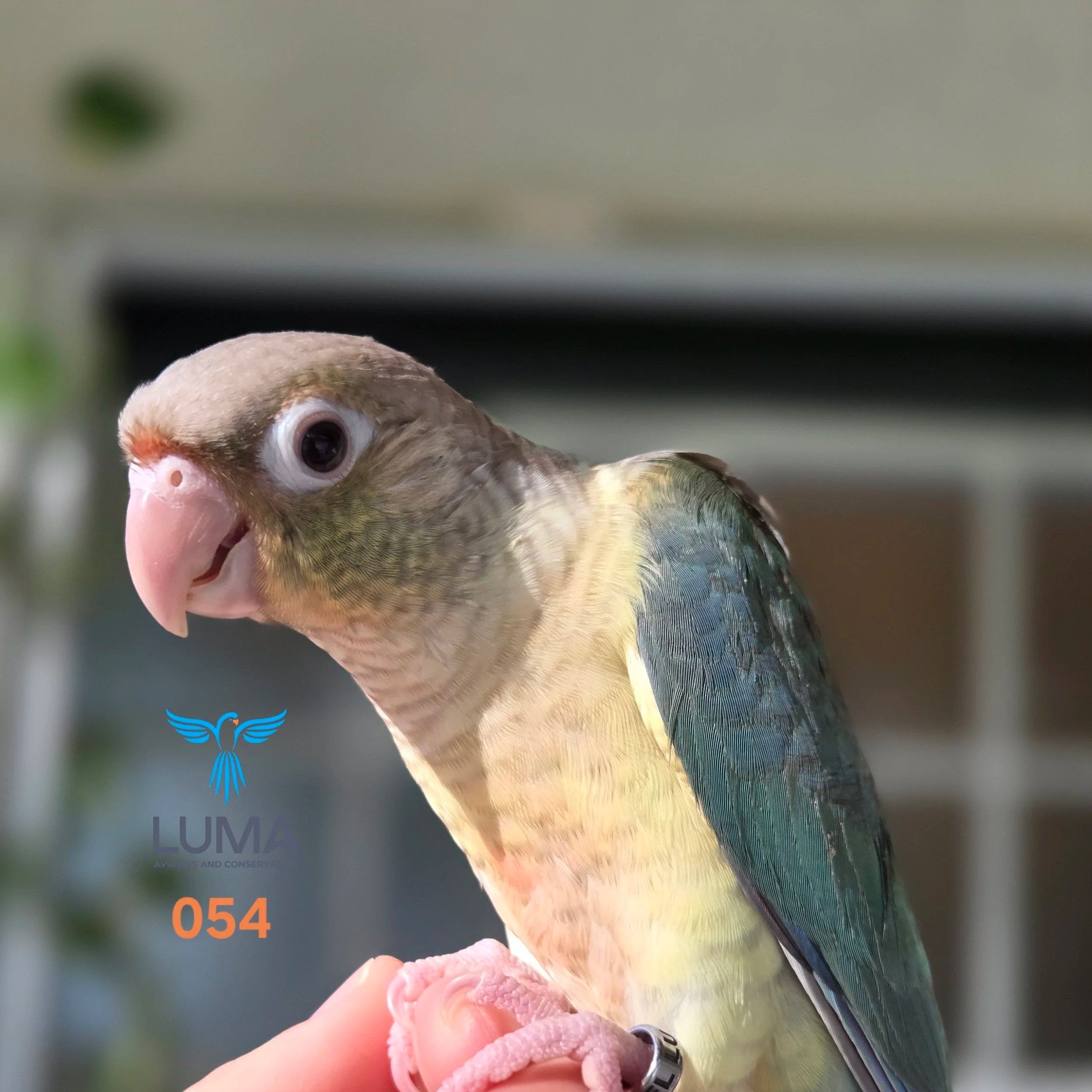 Close-up of a bird with multicolored feathers, a pink beak, and a gray ring on its leg held by a hand with pink nail polish.