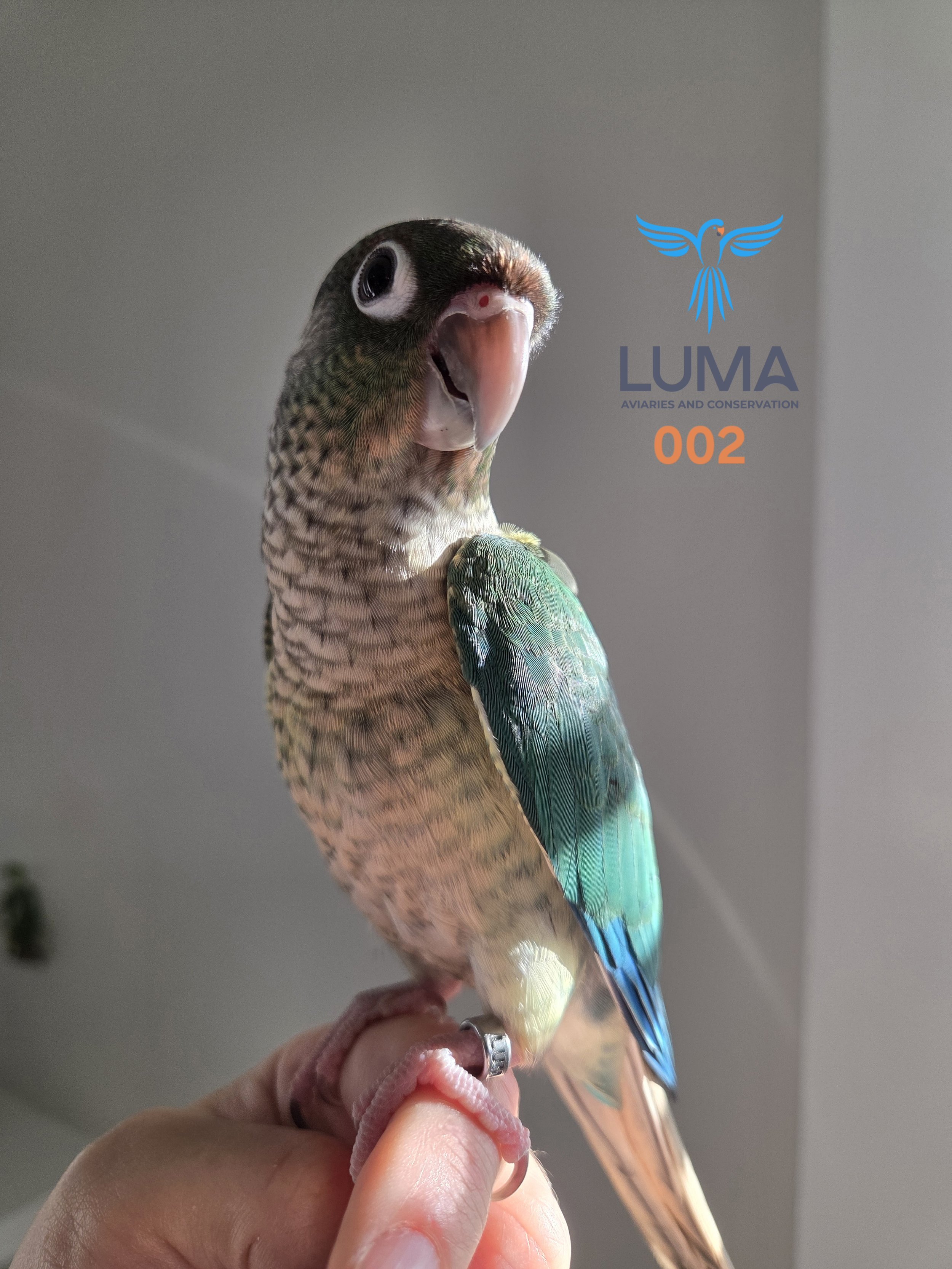 Turquoise Yellow-Sided Green Cheek Conure (002)