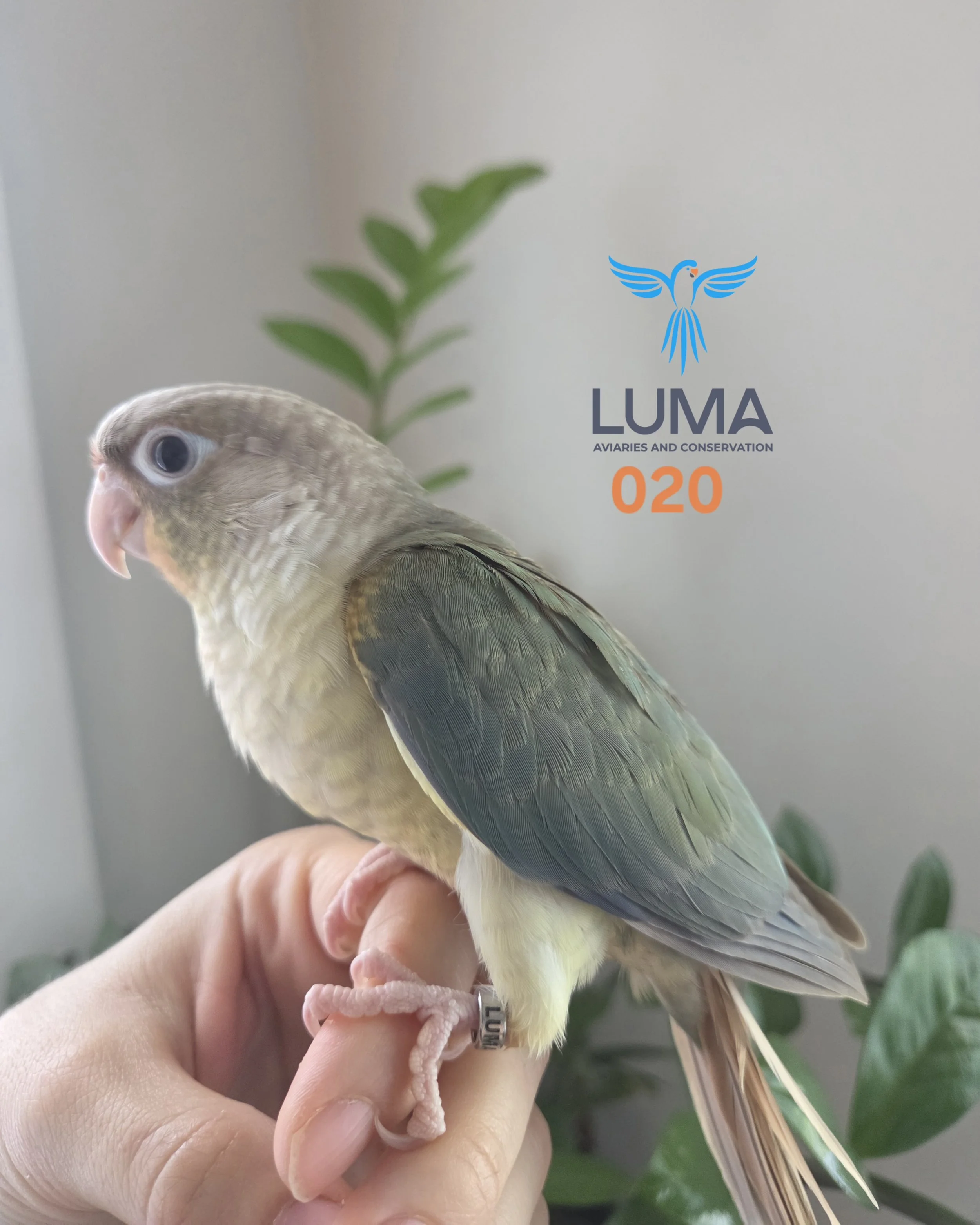 turquoise-pineapple-green-cheek-conure-for-sale-1.jpg