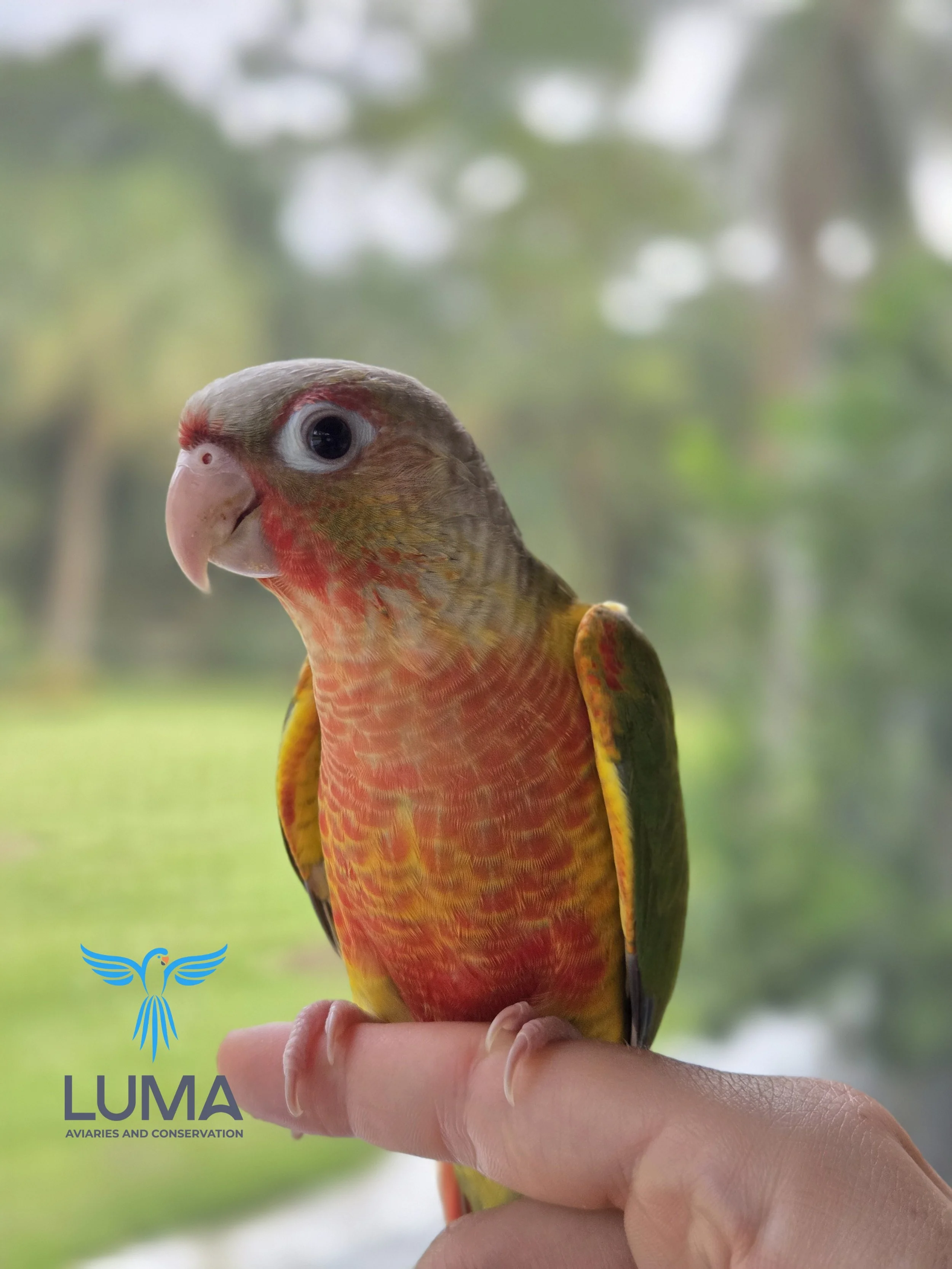 (Salsa) Pineapple Green Cheek Conure (050)