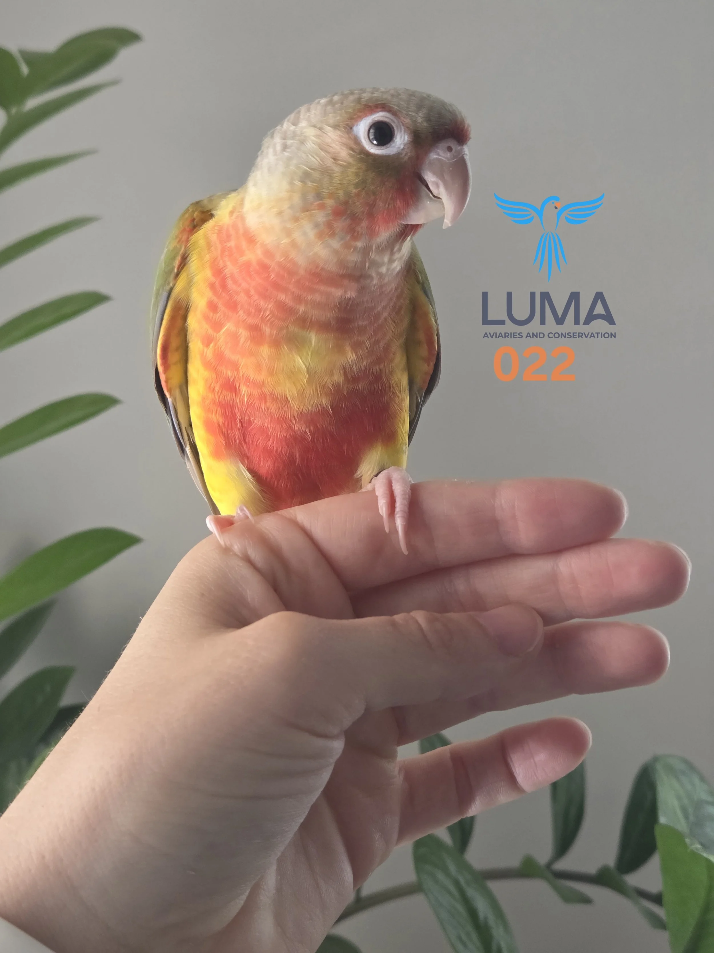 Pineapple Green Cheek Conure 022
