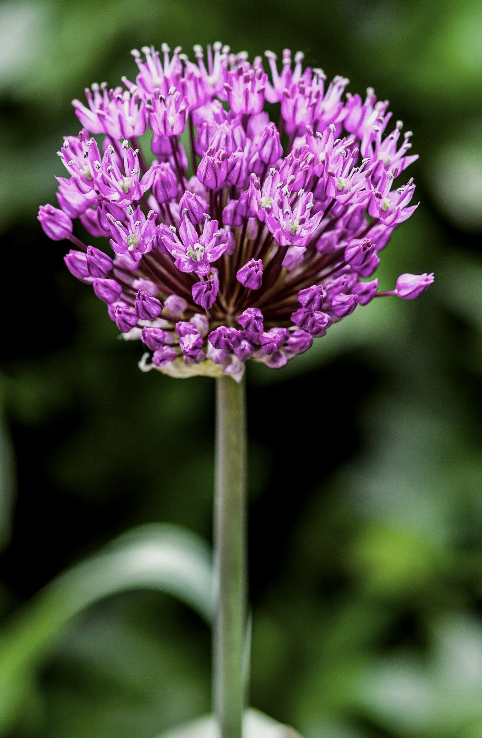 Close-up of a purple allium flower with a dark blurred background.