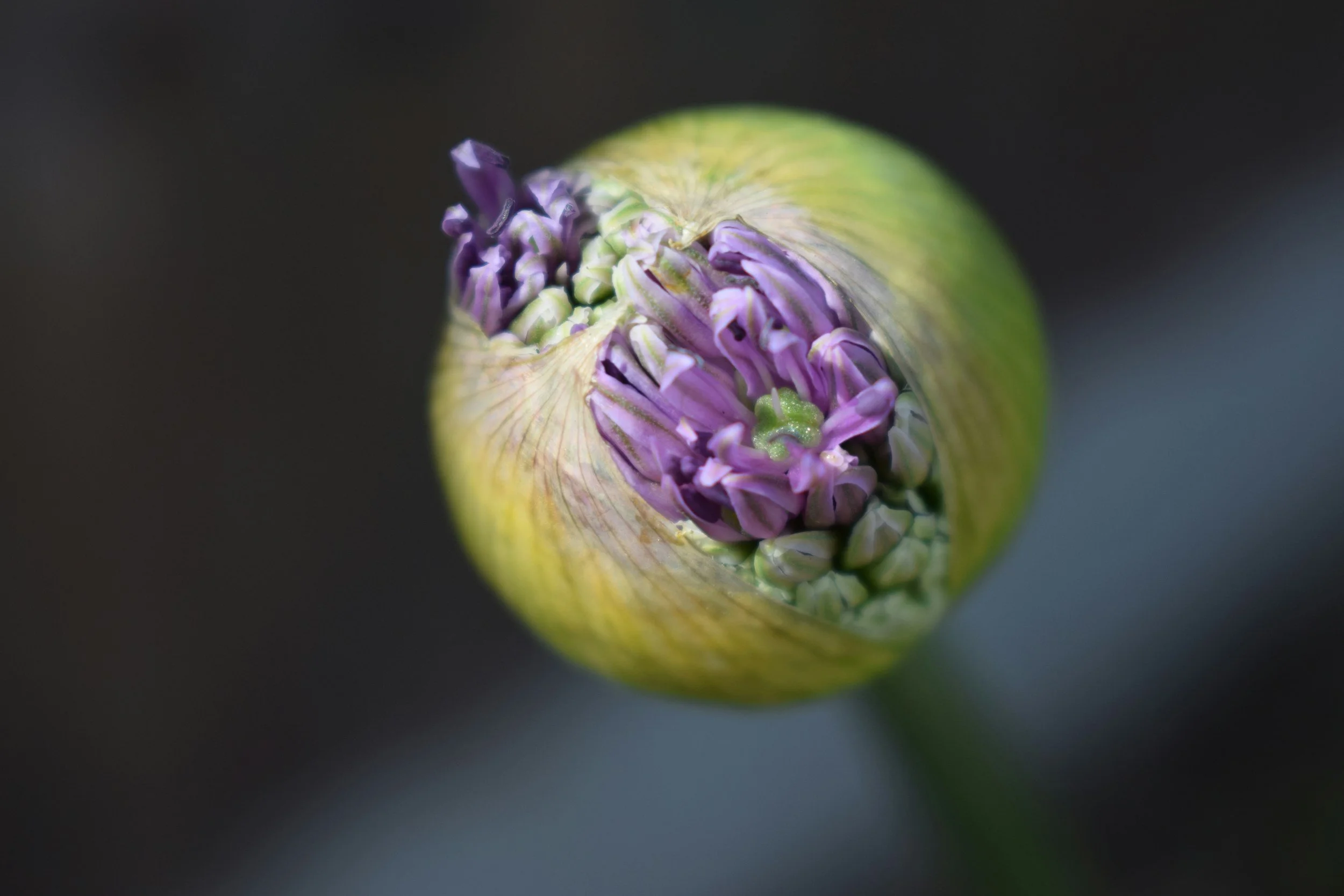 Close-up of a budding flower with purple petals inside a green bud.
