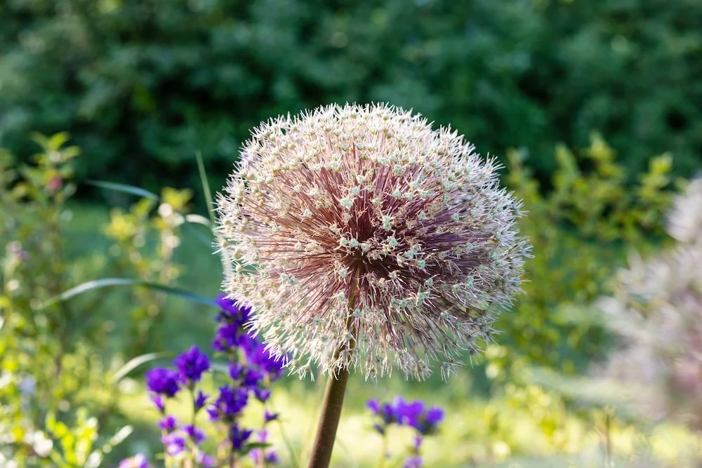 A close-up of a dandelion seed head in a garden with purple flowers and green foliage in the background.