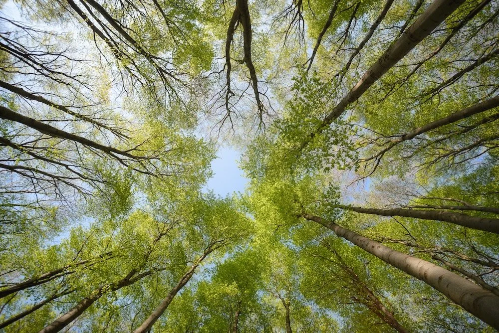 Upward view of tall trees with green leaves and blue sky