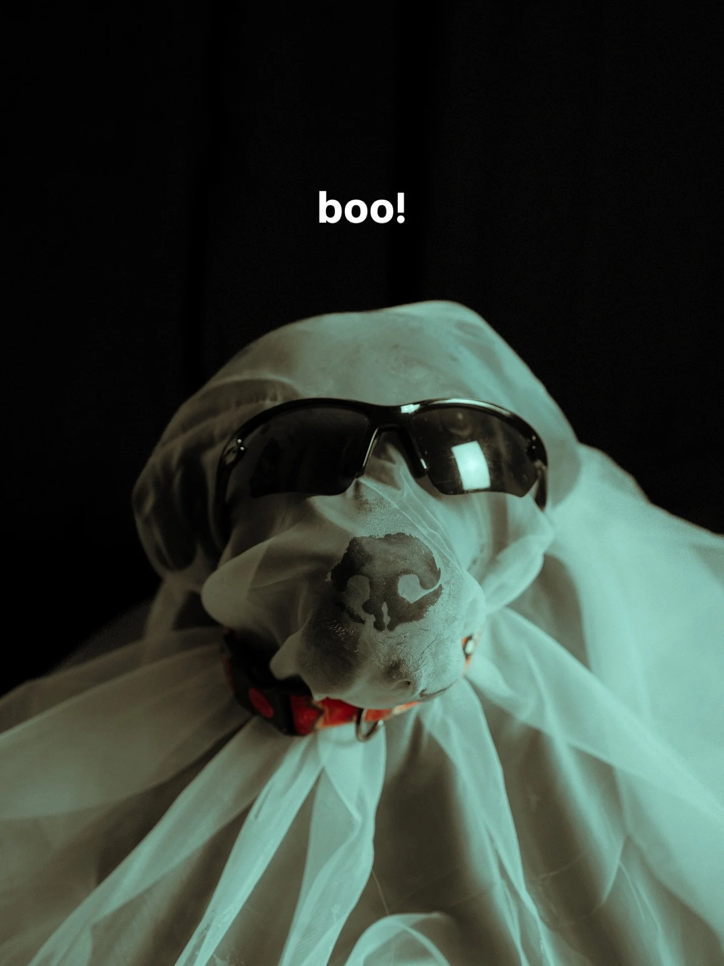 boo! 🐶👻

#photoshoot #dog #dogphotography #sonyalpha #sonyphotogallery