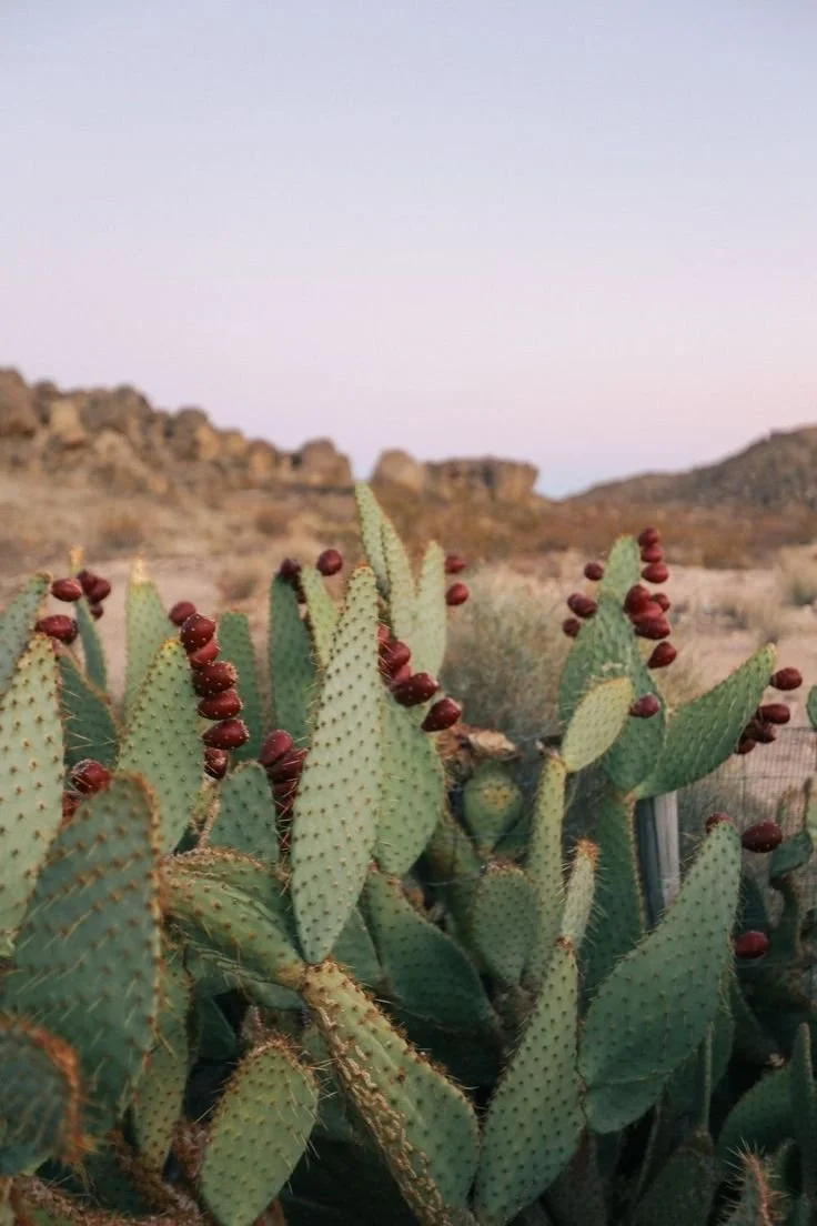 Cactussen in een woestijnlandschap als symbool voor natuurlijke veerkracht en vertraging bij sorae.