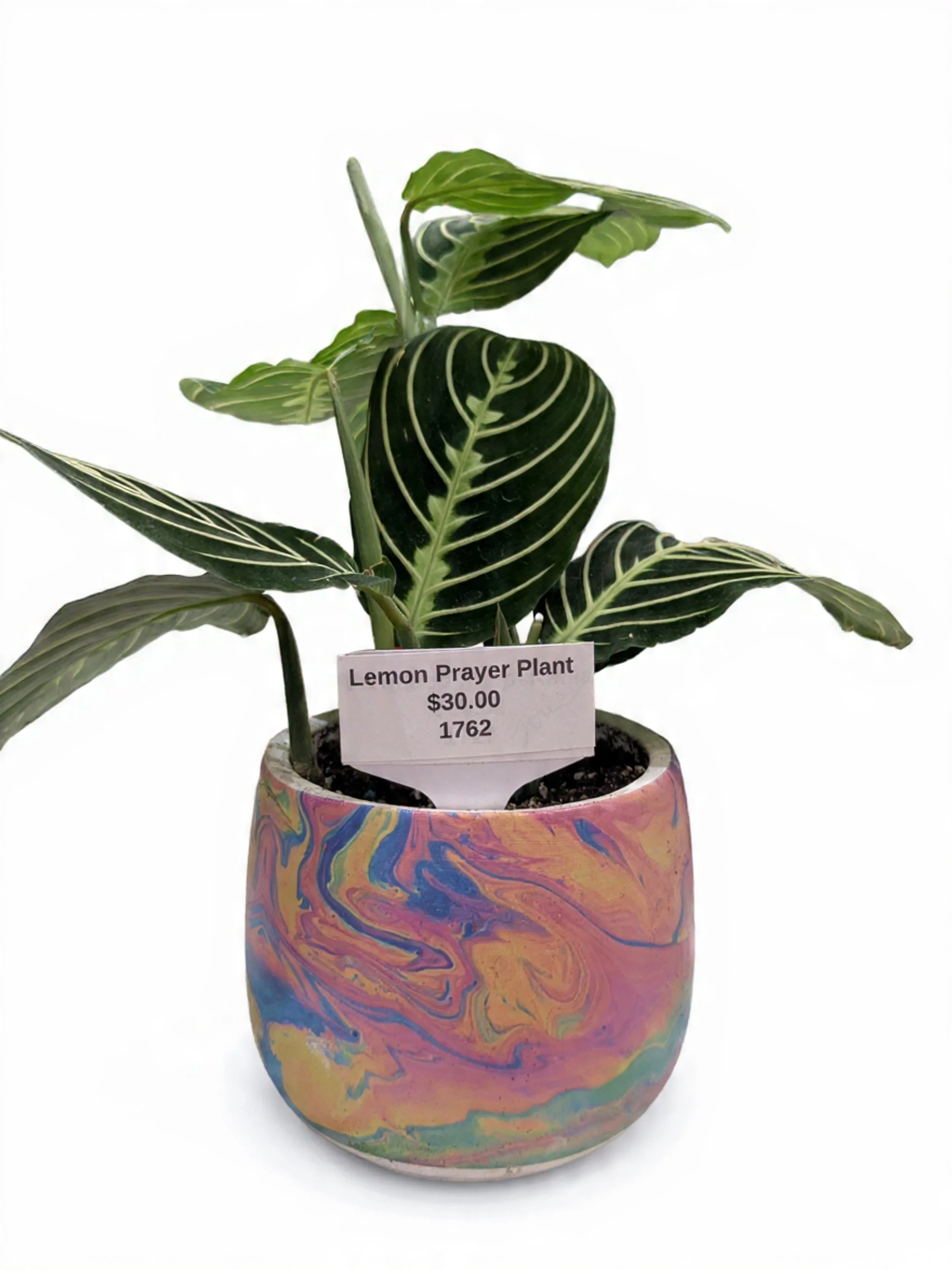 A potted Lemon Prayer Plant with green leaves and distinctive white veins in a colorful, marbled planter against a white background.