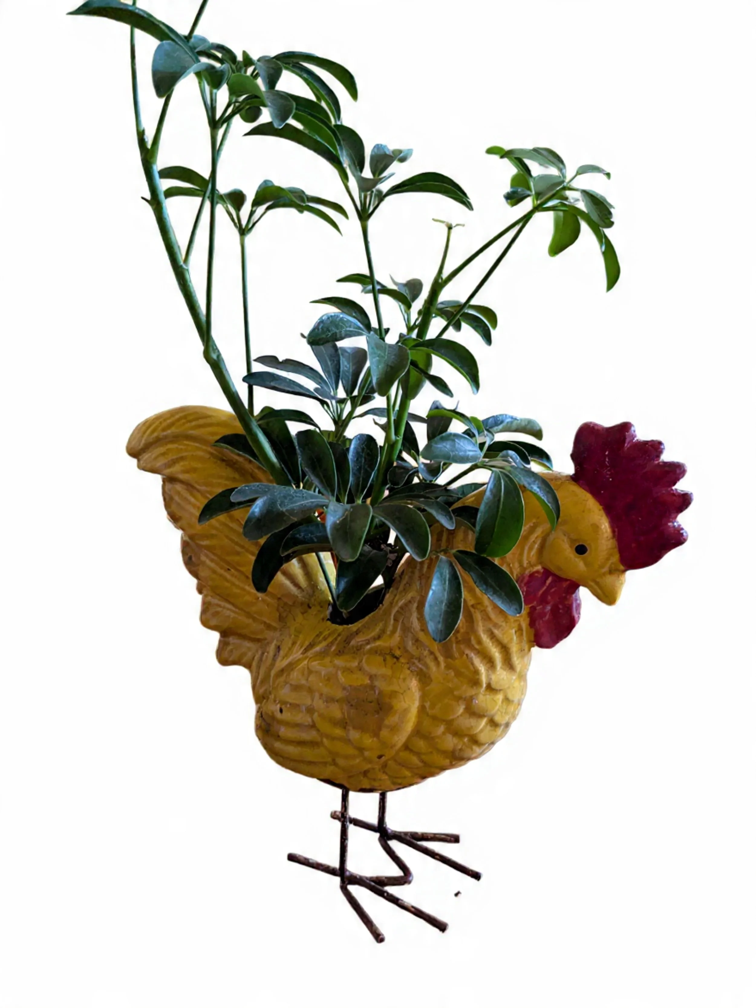 Decorative rooster-shaped planter with green plant and dark green leaves.