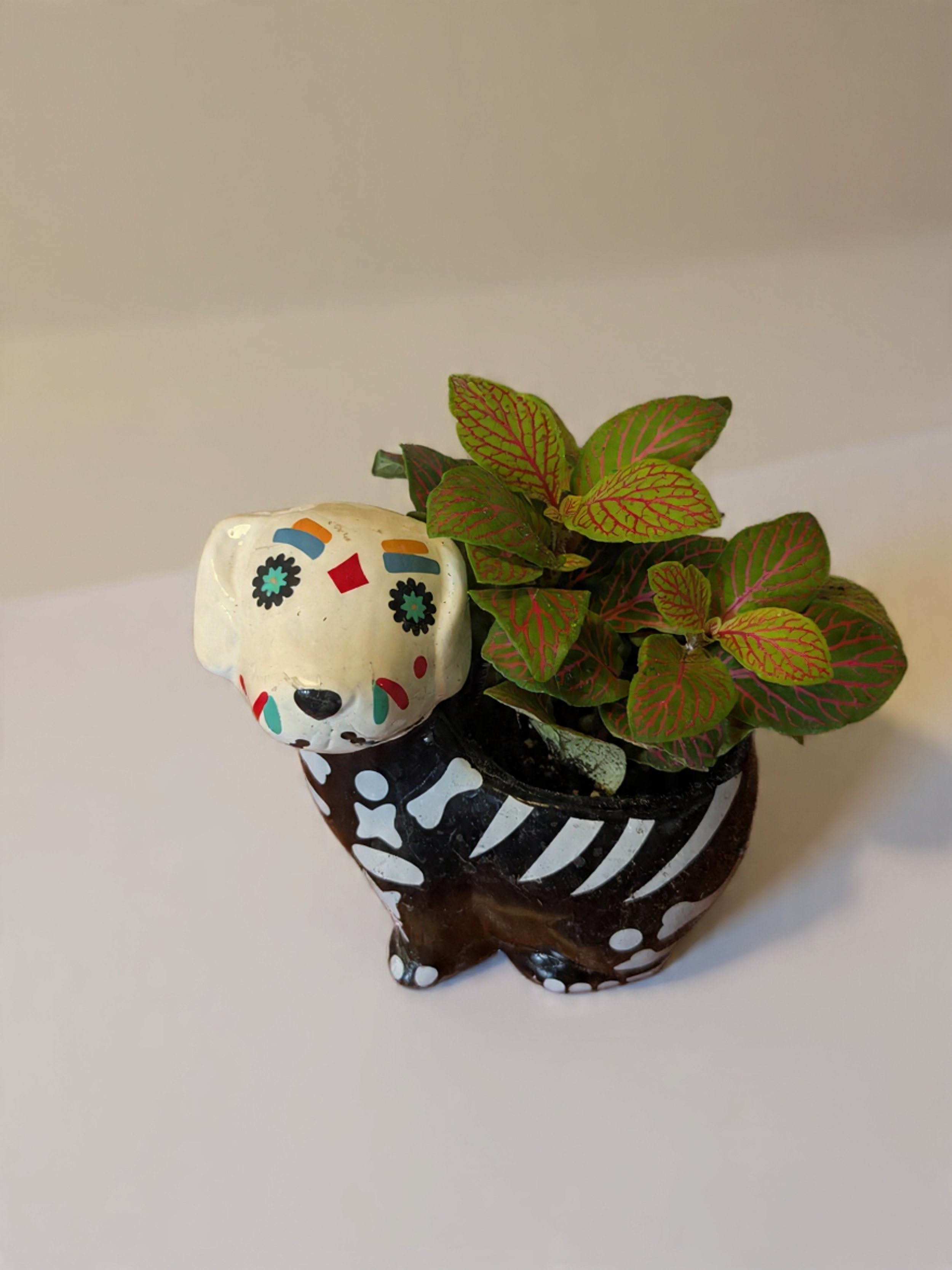 A black and white dog-shaped pot with painted bone patterns, containing a plant with green and red-veined leaves, decorated with a painted dog face on top.