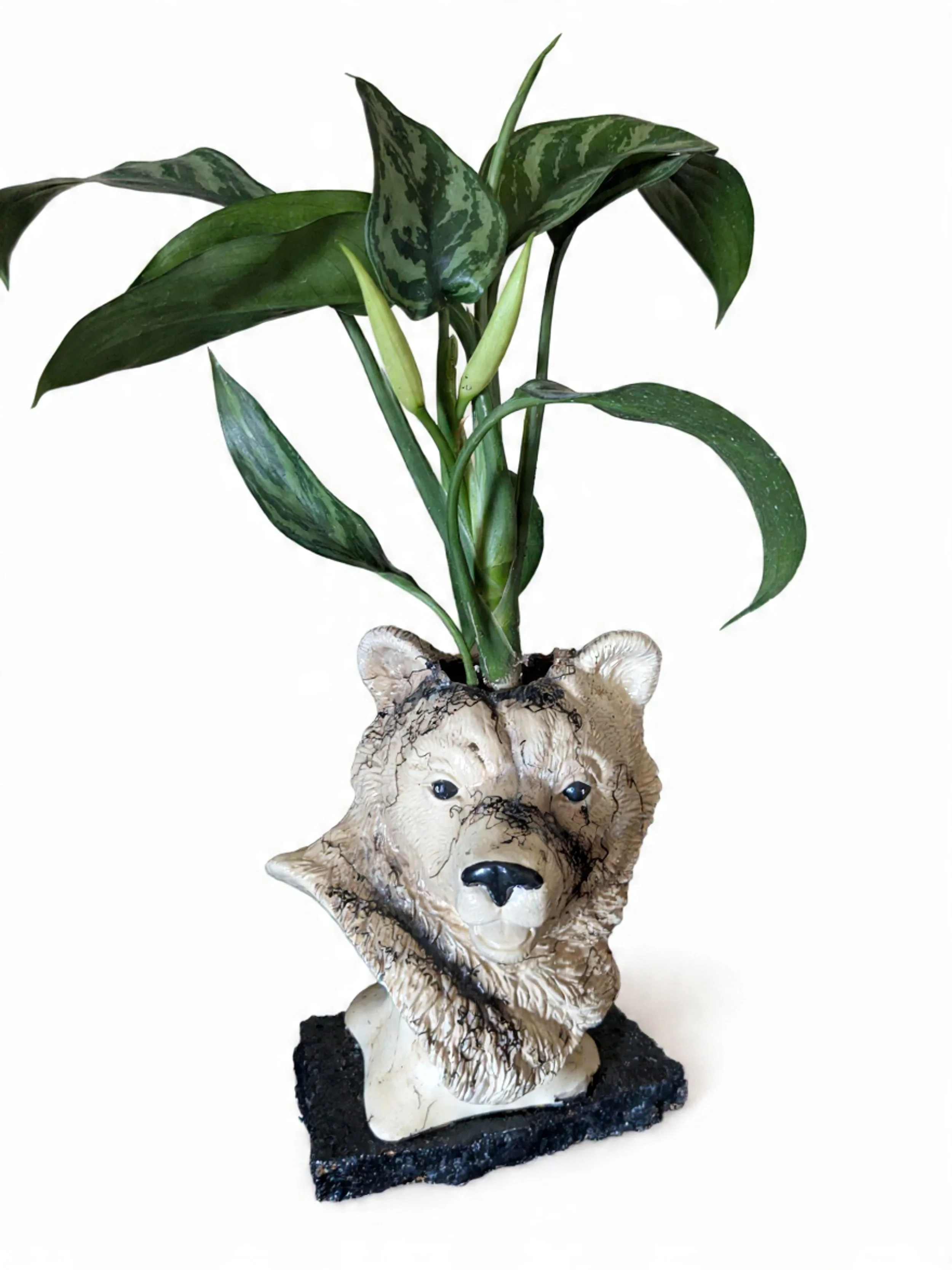 A decorative planter with a lion's head face, holding a green leafy plant with white flowers, set against a white background.
