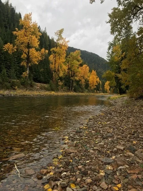A river flowing through a forested area with trees showing fall foliage, with rocks along the shoreline and mountains in the background under a cloudy sky.