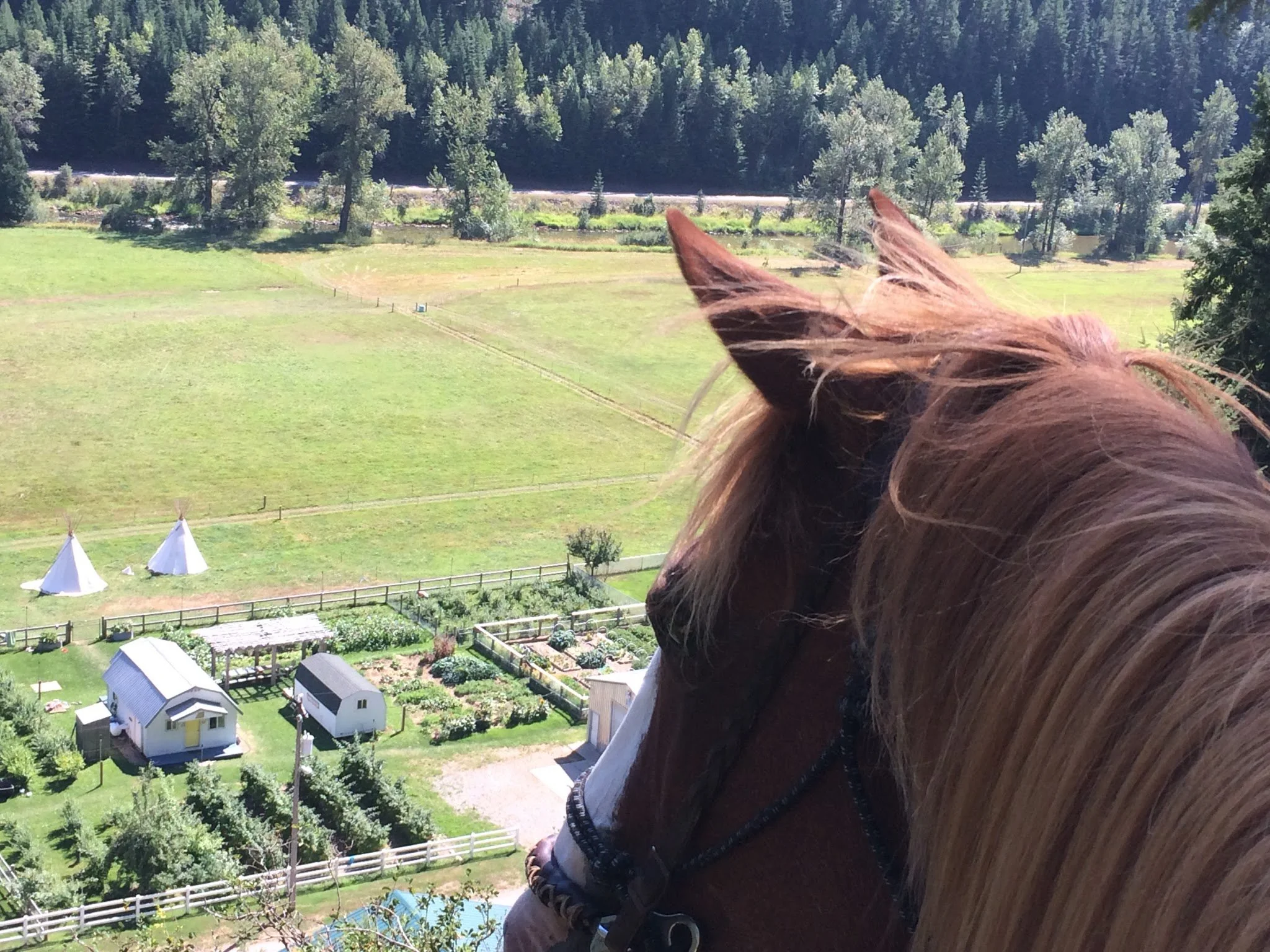 Close-up of a horse's head with a brown mane, overlooking a farm with small buildings, green gardens, tents, and a fence, surrounded by trees and mountains.