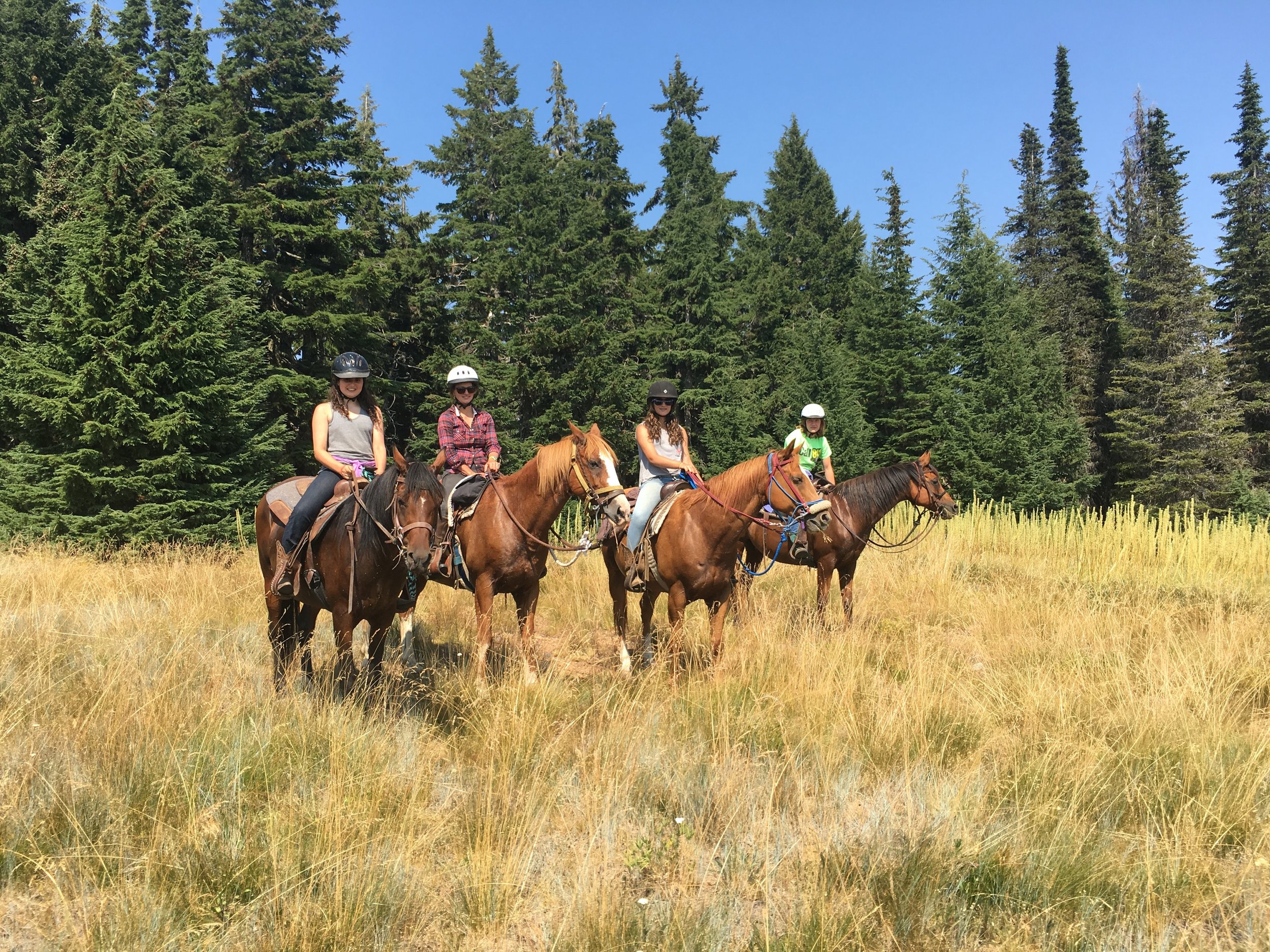 Five people riding horses in a grassy field with a dense forest of evergreen trees in the background under a clear blue sky.