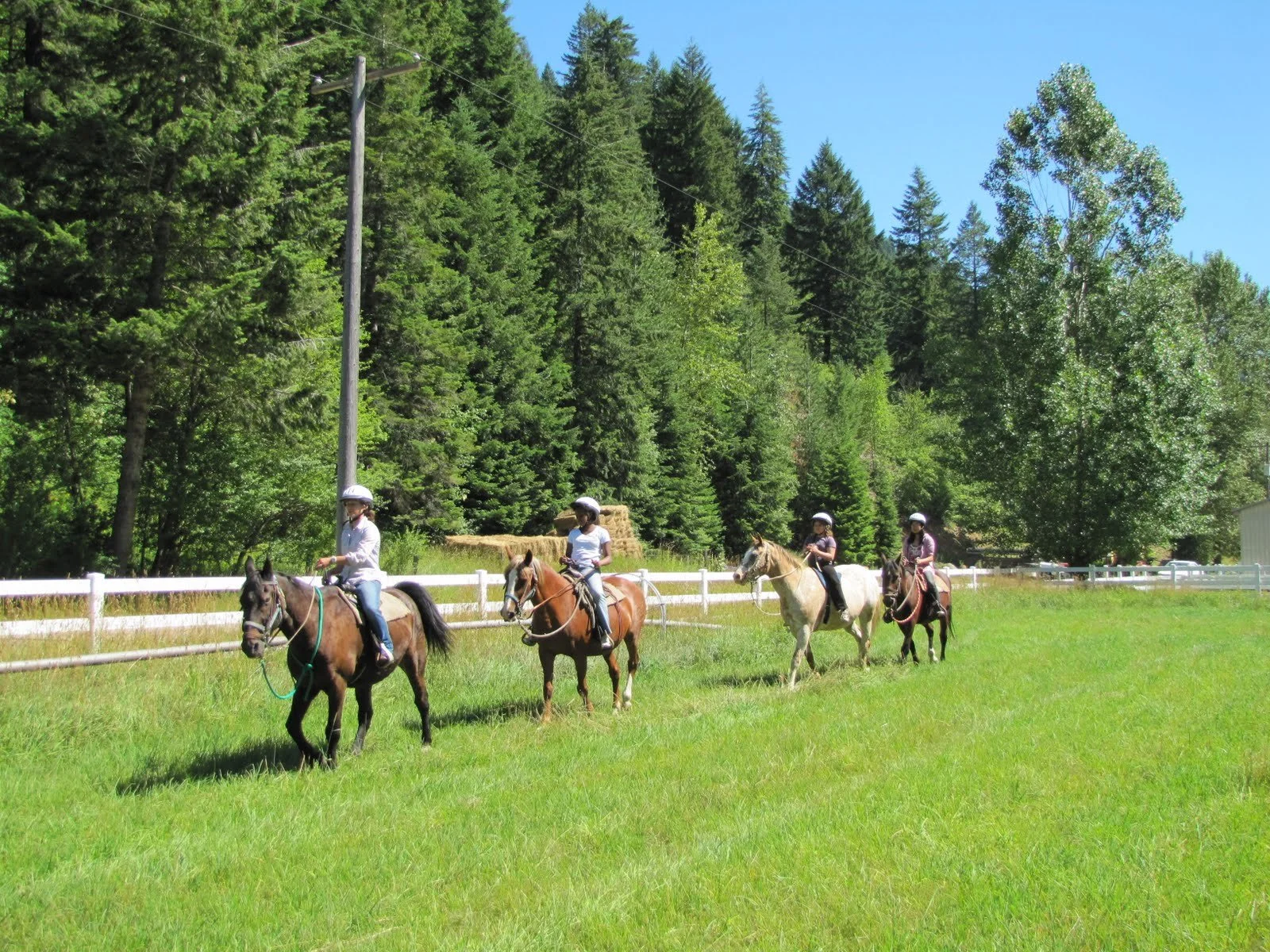 Four children riding horses on a grassy field with a white fence and dense trees in the background under a blue sky.