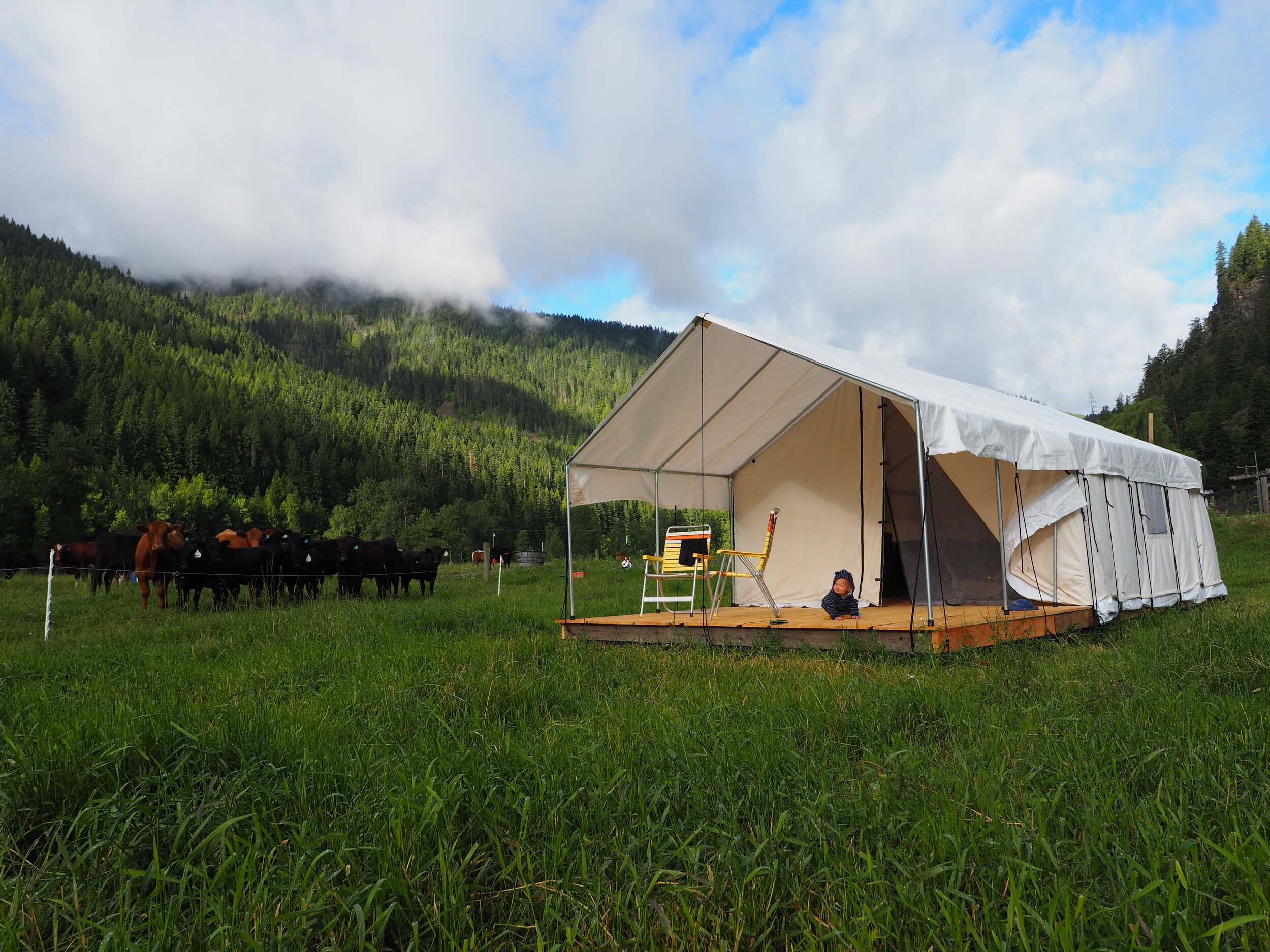 A campsite with a large white tent on a grassy field, surrounded by forested mountains under a partly cloudy sky. There are a few chairs and a person sitting on the tent's porch, with cows grazing in the background.
