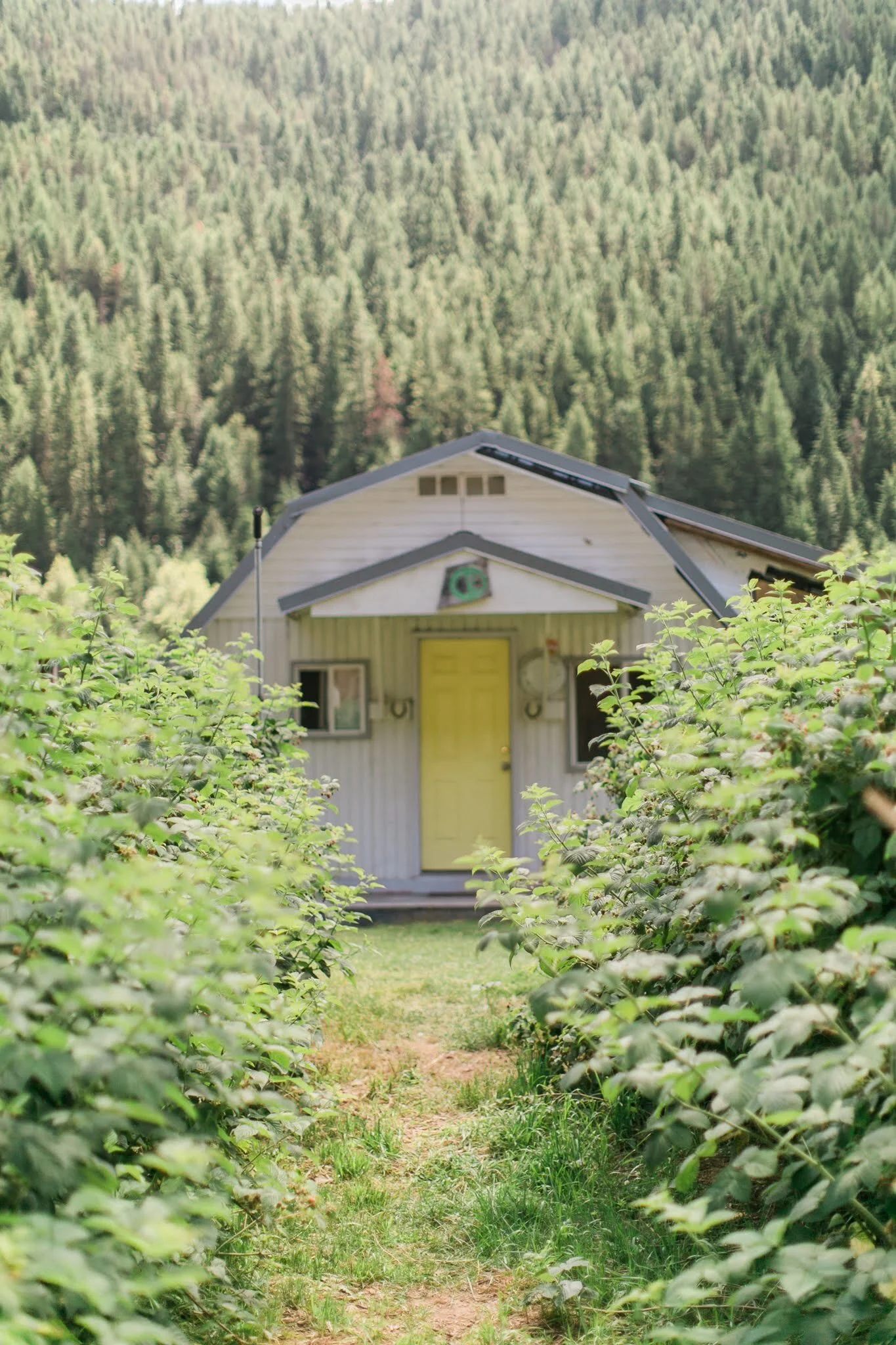 A small house with a yellow door surrounded by green bushes, with a forested mountain in the background.