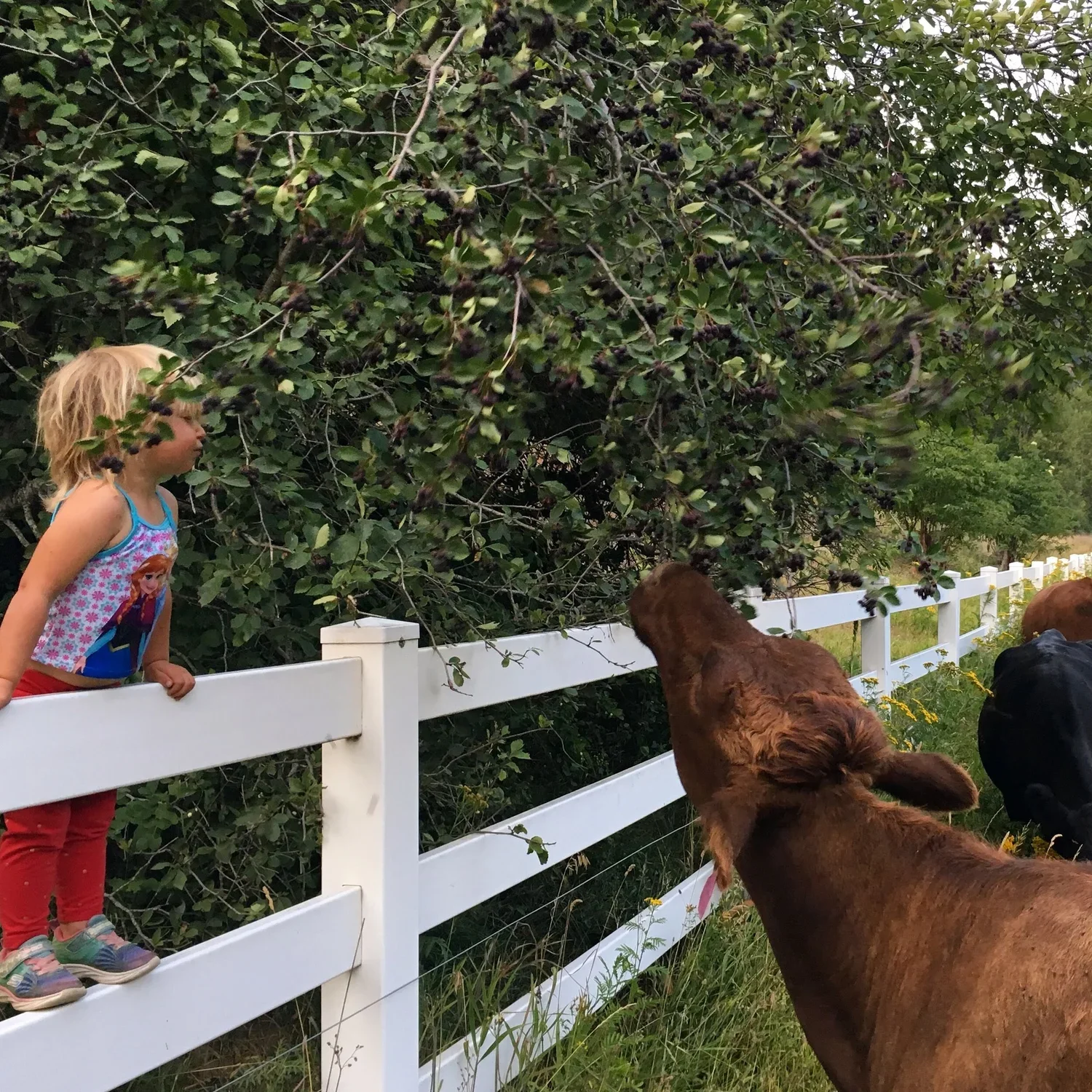 A young girl with blonde hair wearing a colorful tank top and red pants leans over a white fence to watch a brown cow reaching over the fence. The scene is set outdoors with green trees and shrubs in the background.