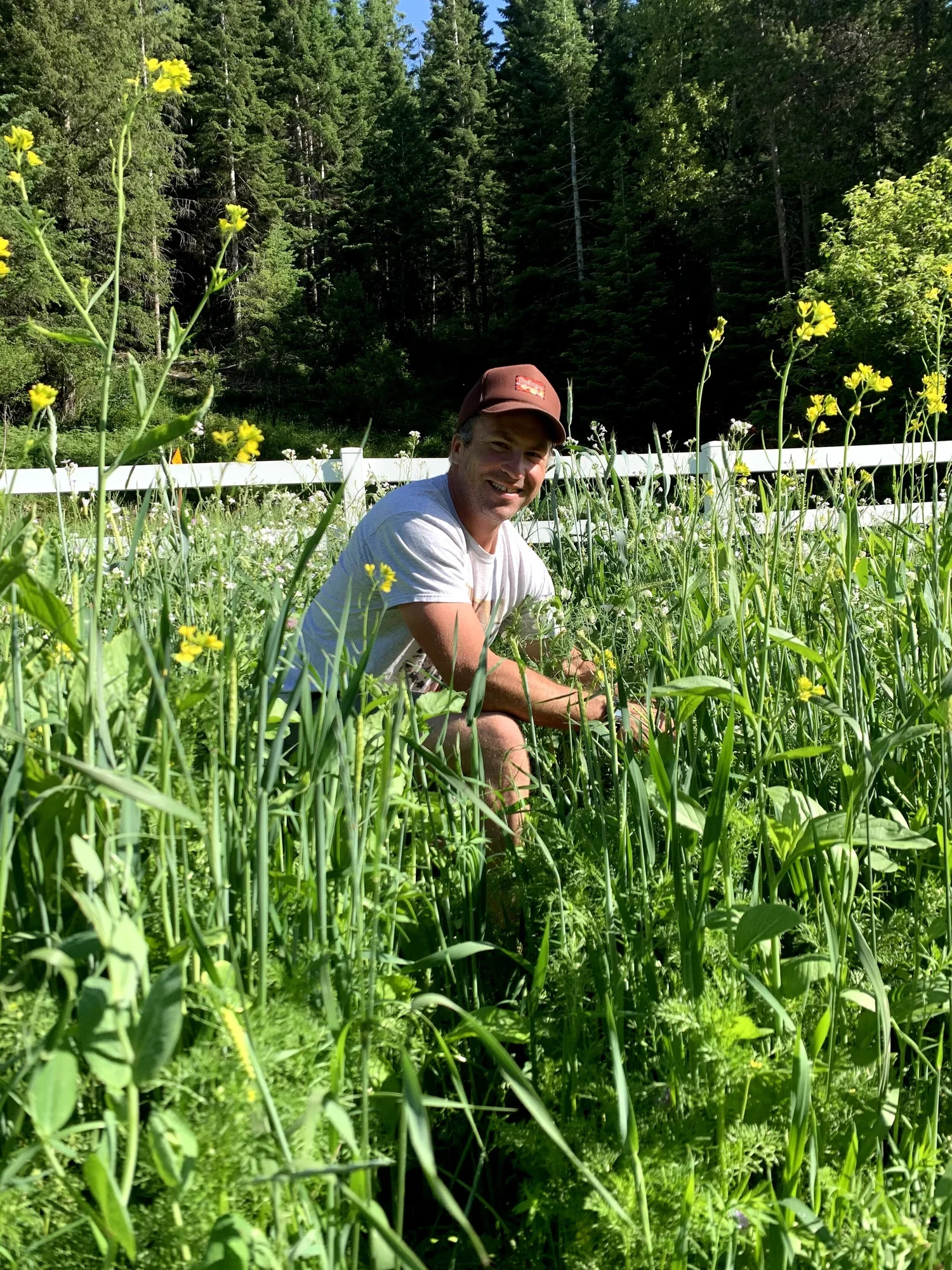 A man in a white t-shirt and red cap kneeling in a green field with tall plants and yellow flowers, with a background of trees and a white fence.