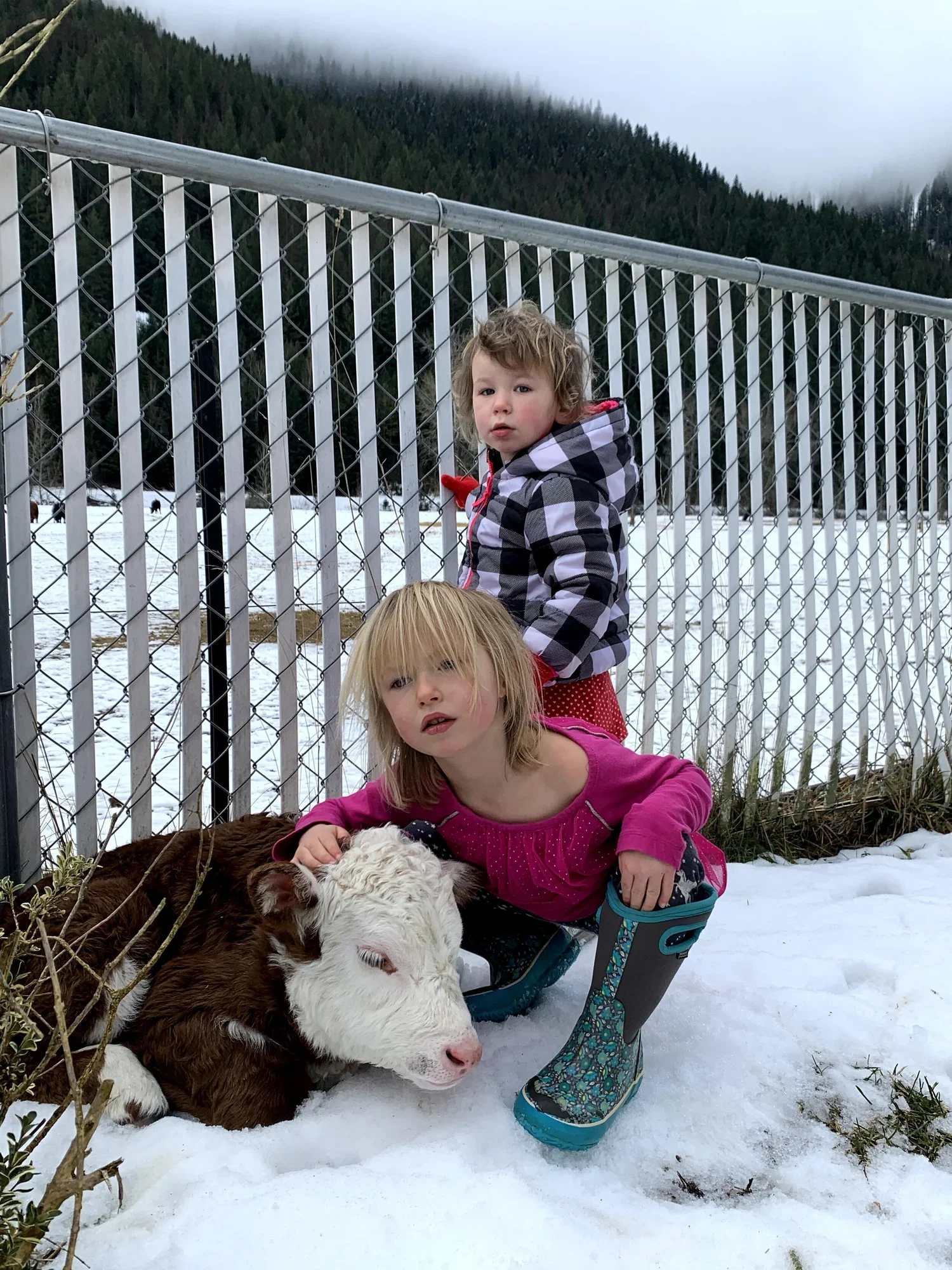Two young girls with blonde hair, one in a pink top and patterned rain boots, and the other in a checkered jacket, are outdoors on snow. One girl is crouching next to a young calf lying on the ground, petting it. There is a snow-covered landscape wit