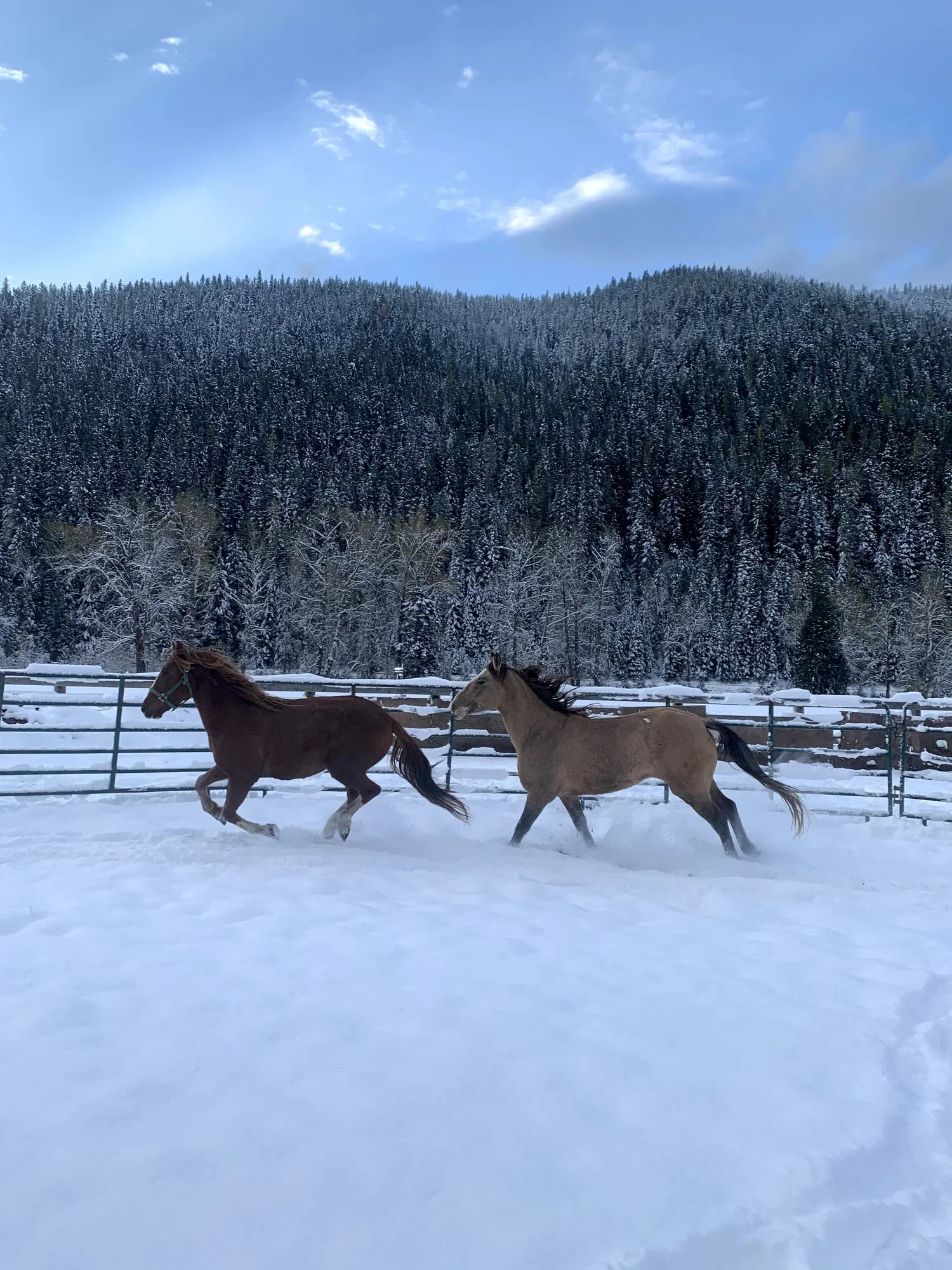 Two horses running in a snow-covered paddock with a backdrop of a forested mountain and a partly cloudy blue sky.