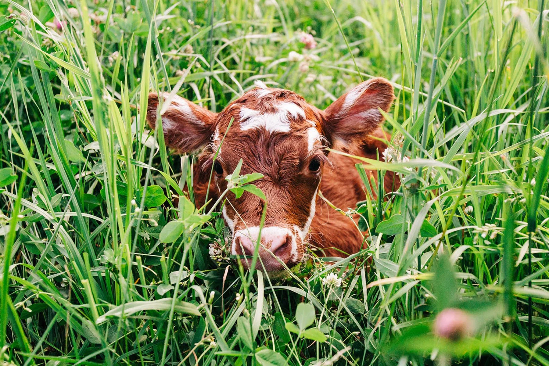 A calf lying in green grass with white flowers, looking towards the camera.