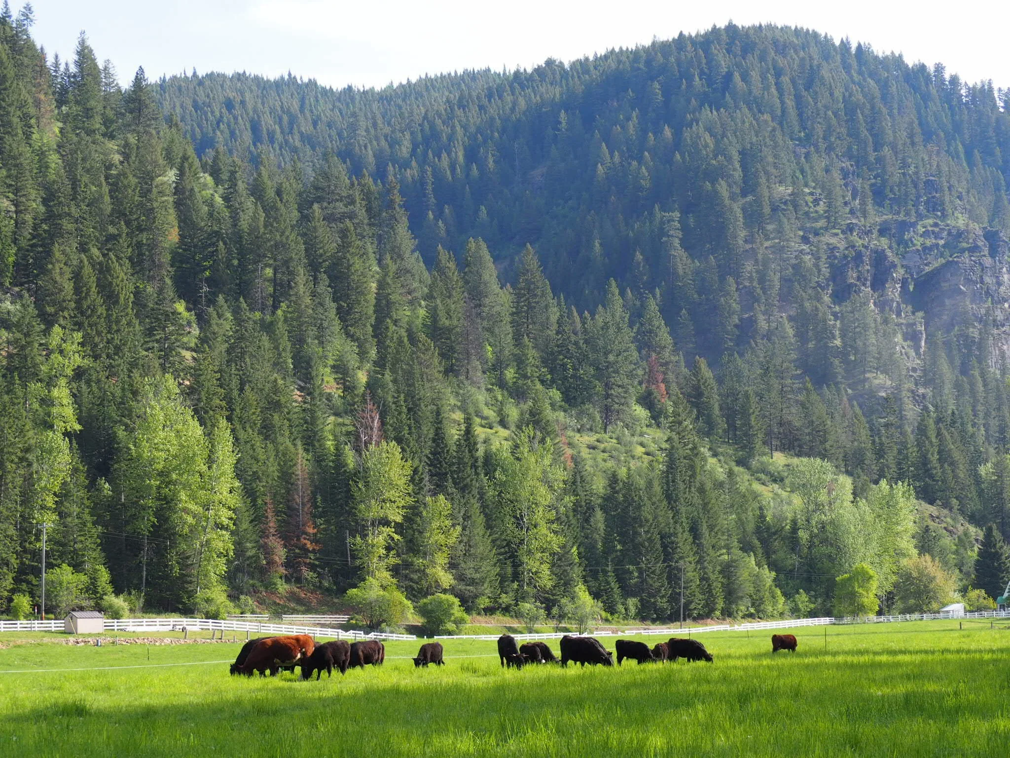 A green pasture with black and brown cows grazing, surrounded by a white fence, with a dense forest and mountain in the background under a clear sky.