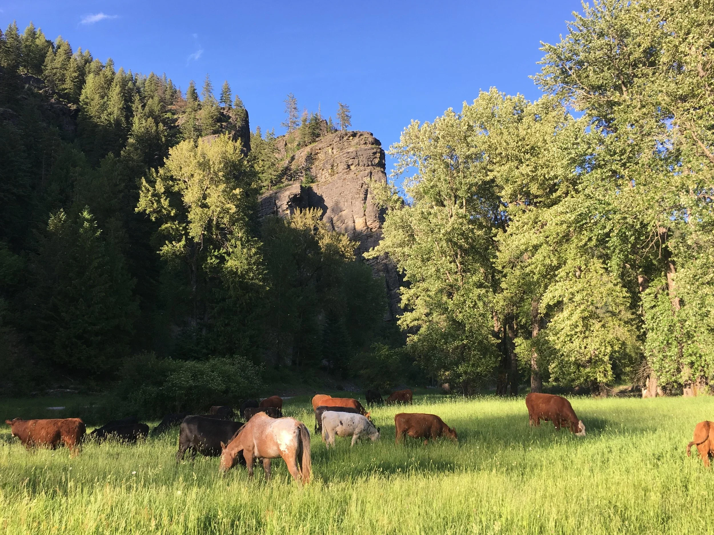 A herd of cows grazing in a grassy field with tall green trees and a rocky cliff in the background, under a clear blue sky.