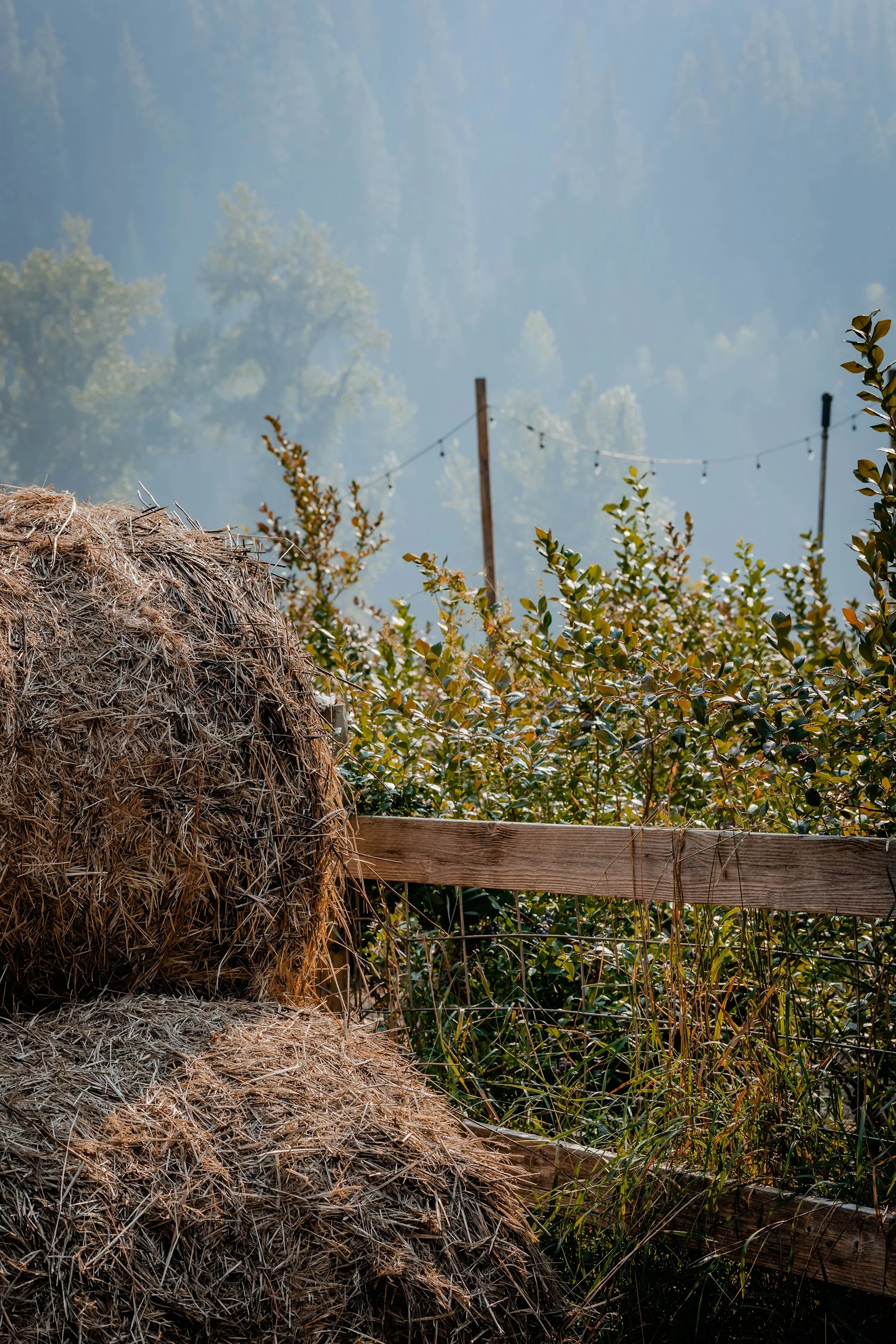Sunlight on hay bales with trees and a wooden fence in the background.