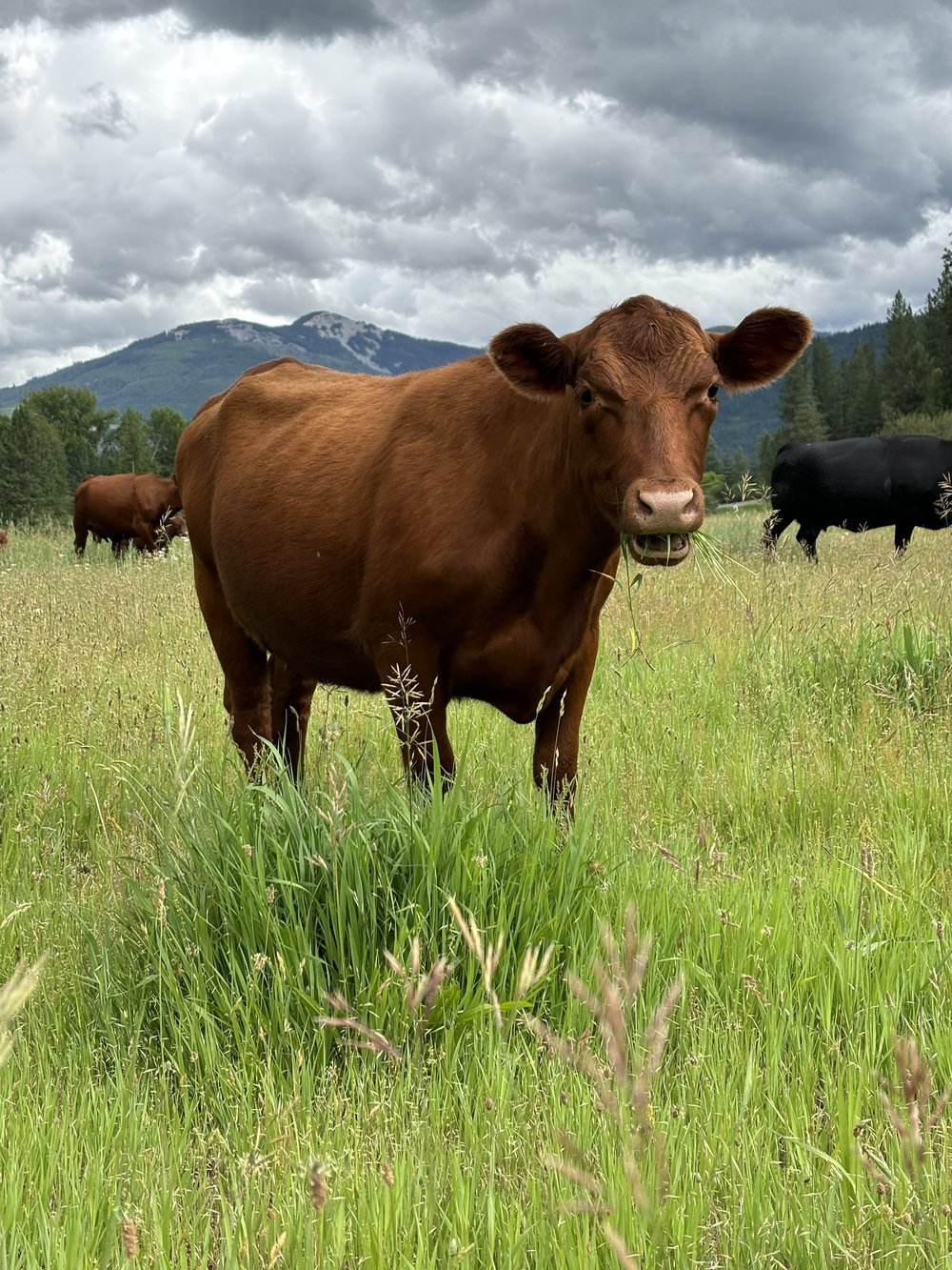 Castle Rock Ranch | Grass-Fed Beef, Waterfront Weddings, Summer Camp ...
