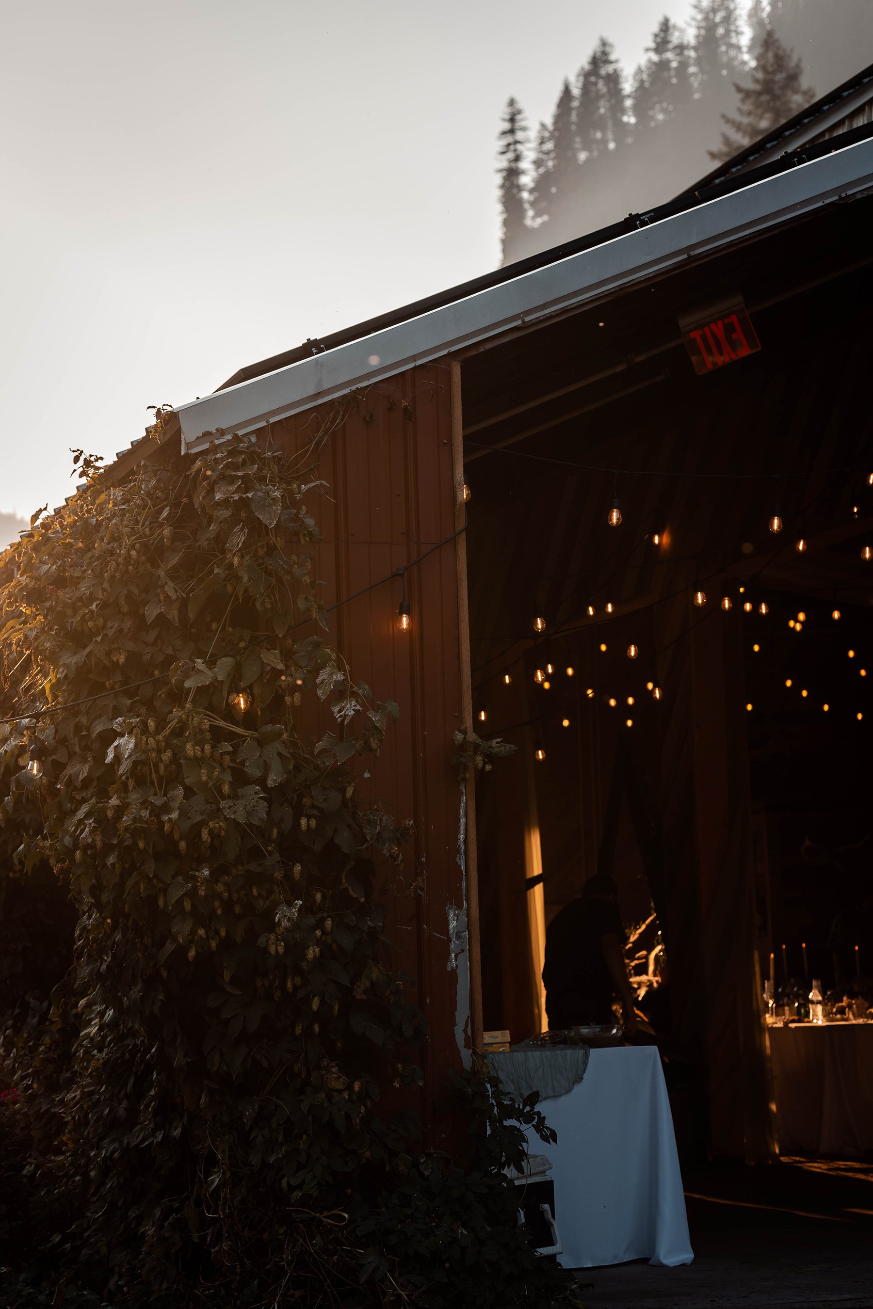 Part of a barn or shed with ivy growing on the side, string lights hanging inside, and a table with a white tablecloth inside, illuminated by warm lighting.