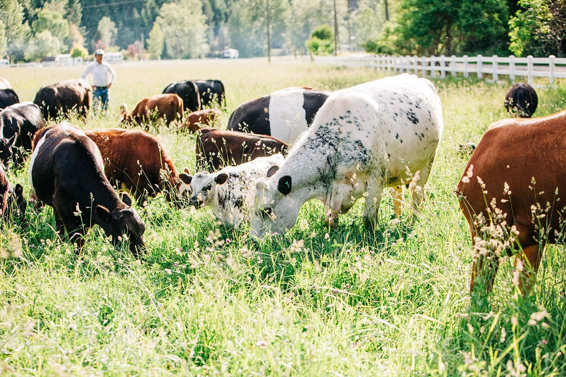 Cows grazing on a grassy field, with a person standing in the background and a white fence along the field's edge.