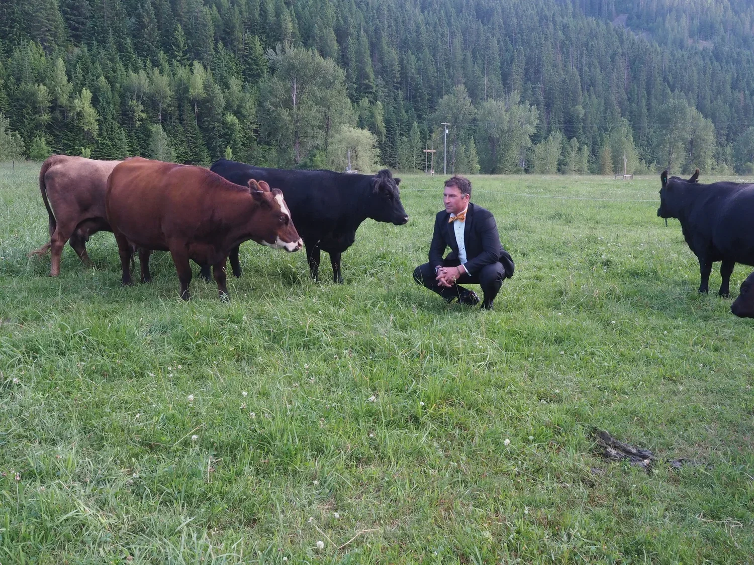 A man in a tuxedo with a bow tie squatting in a grassy field with cows, surrounded by lush green trees and mountains in the background.