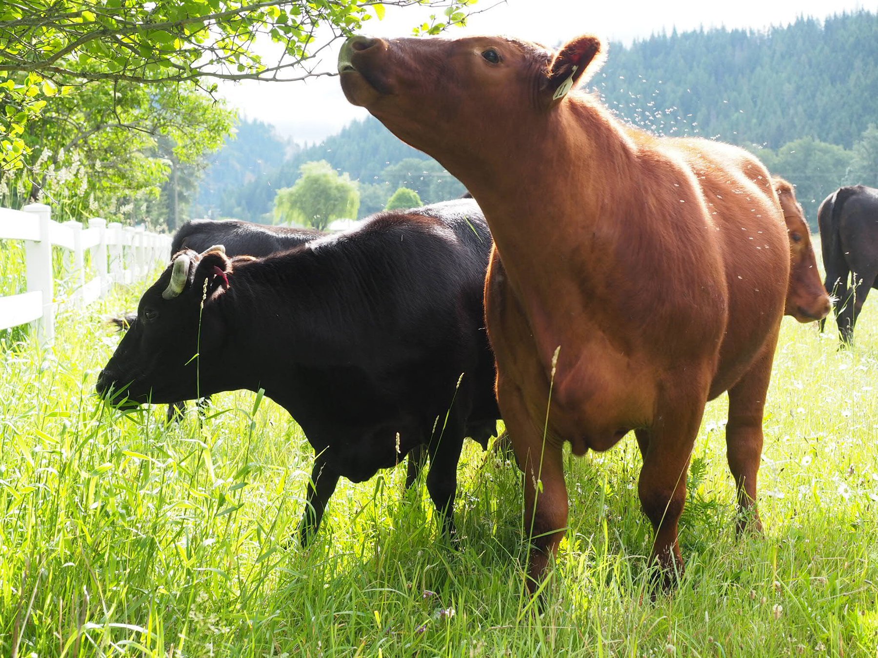 Black and brown cows grazing in a grassy field with trees and hills in the background.