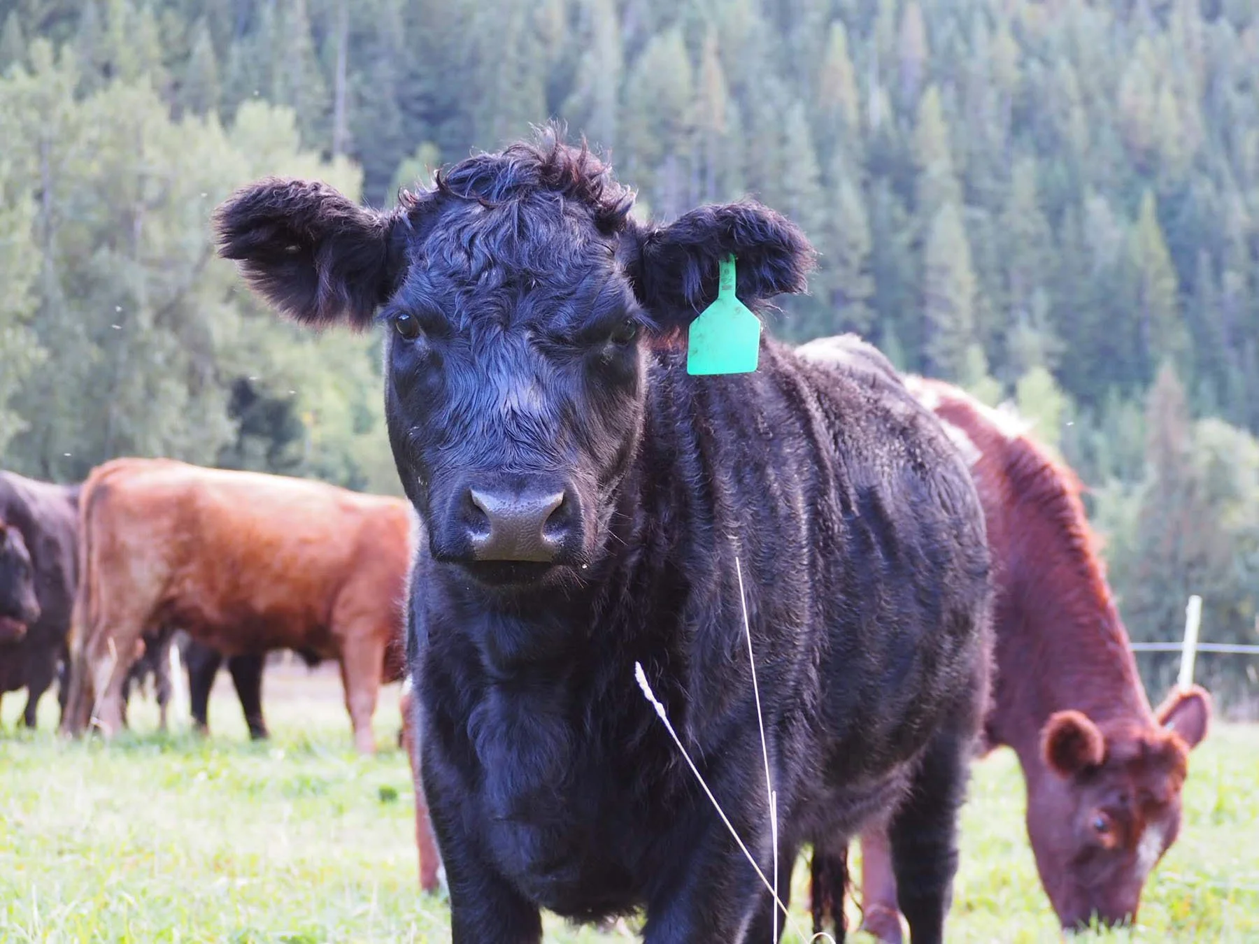 A black cow with a green ear tag standing in a grassy field with cows and trees in the background.