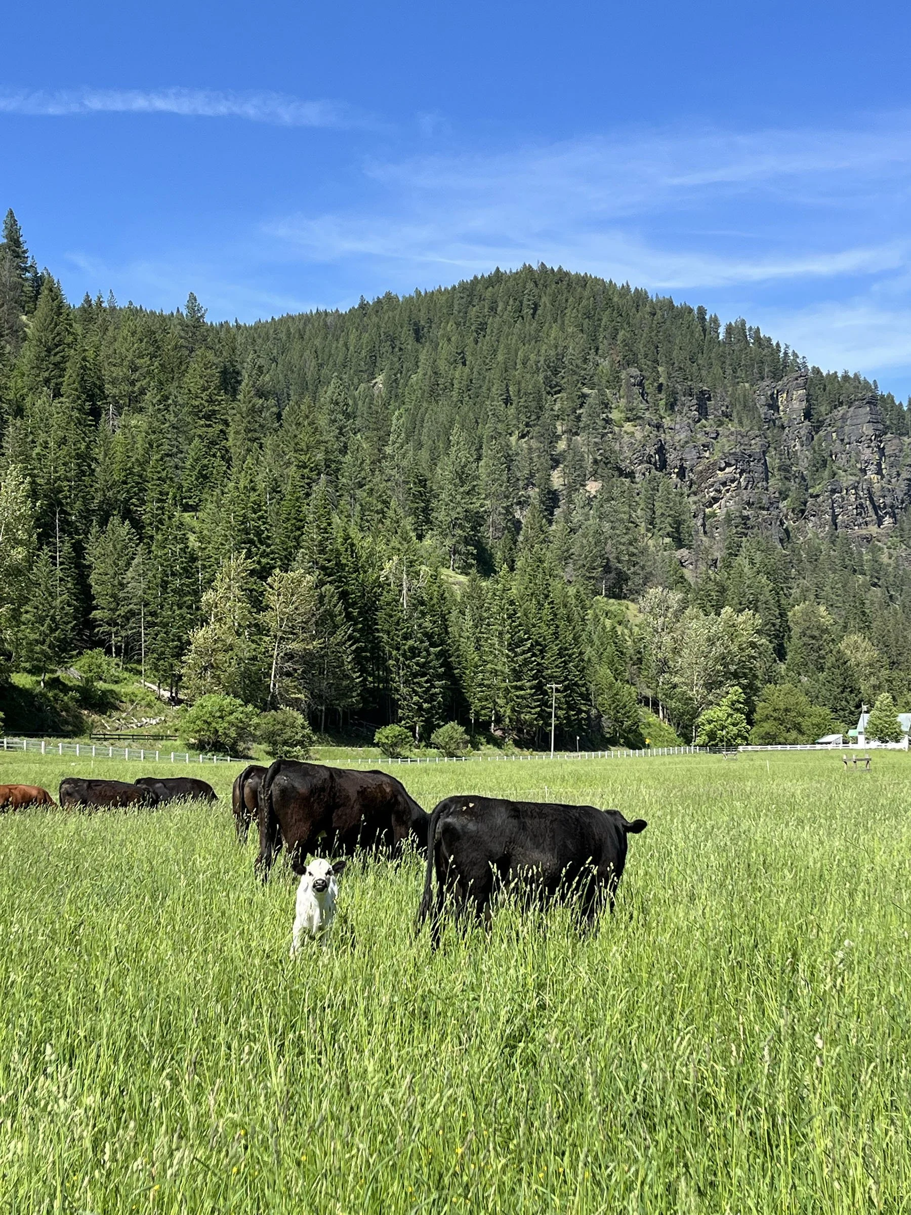 A herd of black and white cows grazing in a lush green field with tall grass, surrounded by dense pine trees and a mountain with rocky cliffs in the background under a clear blue sky.