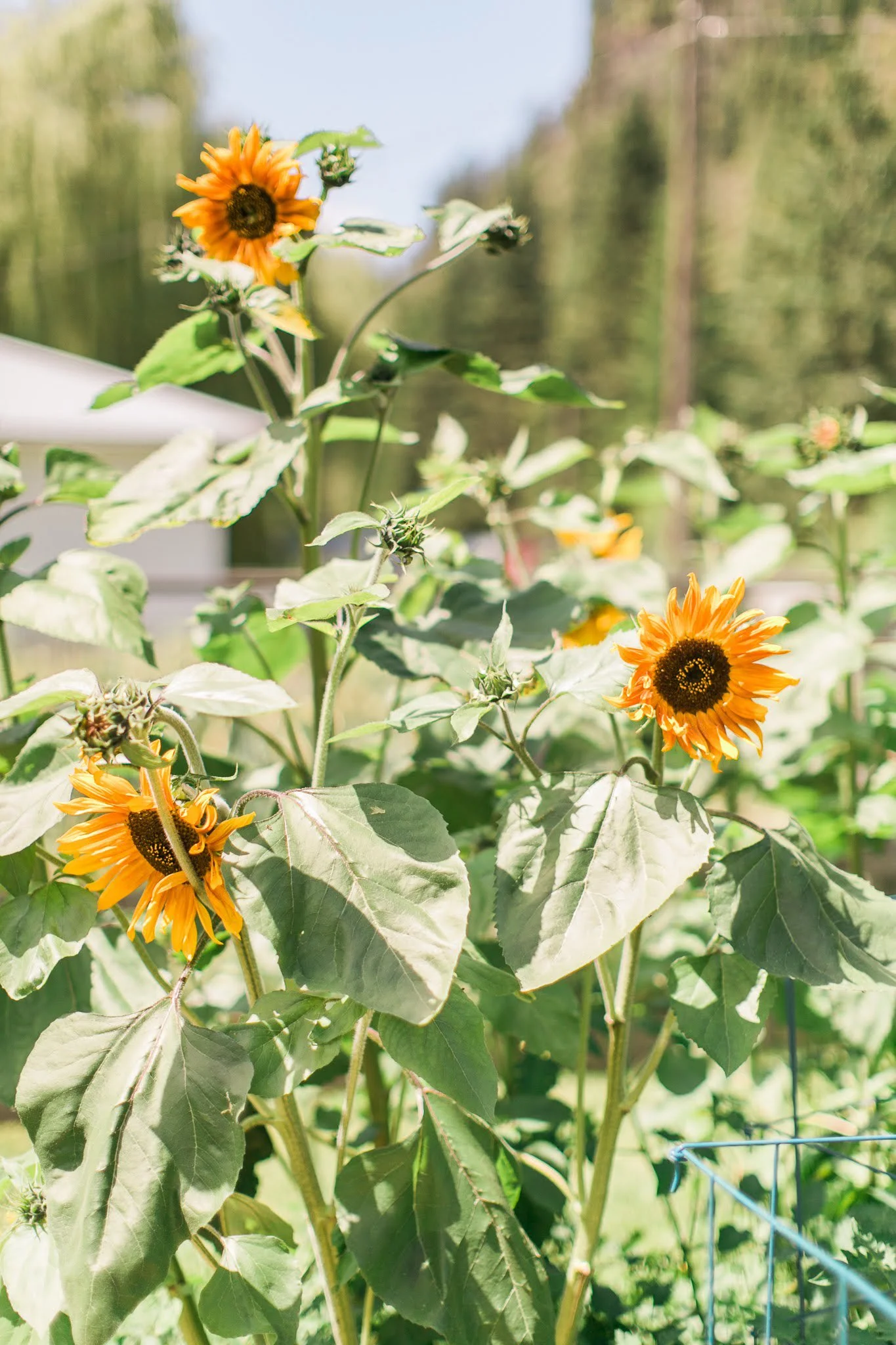 Sunflowers growing outdoors in a garden.