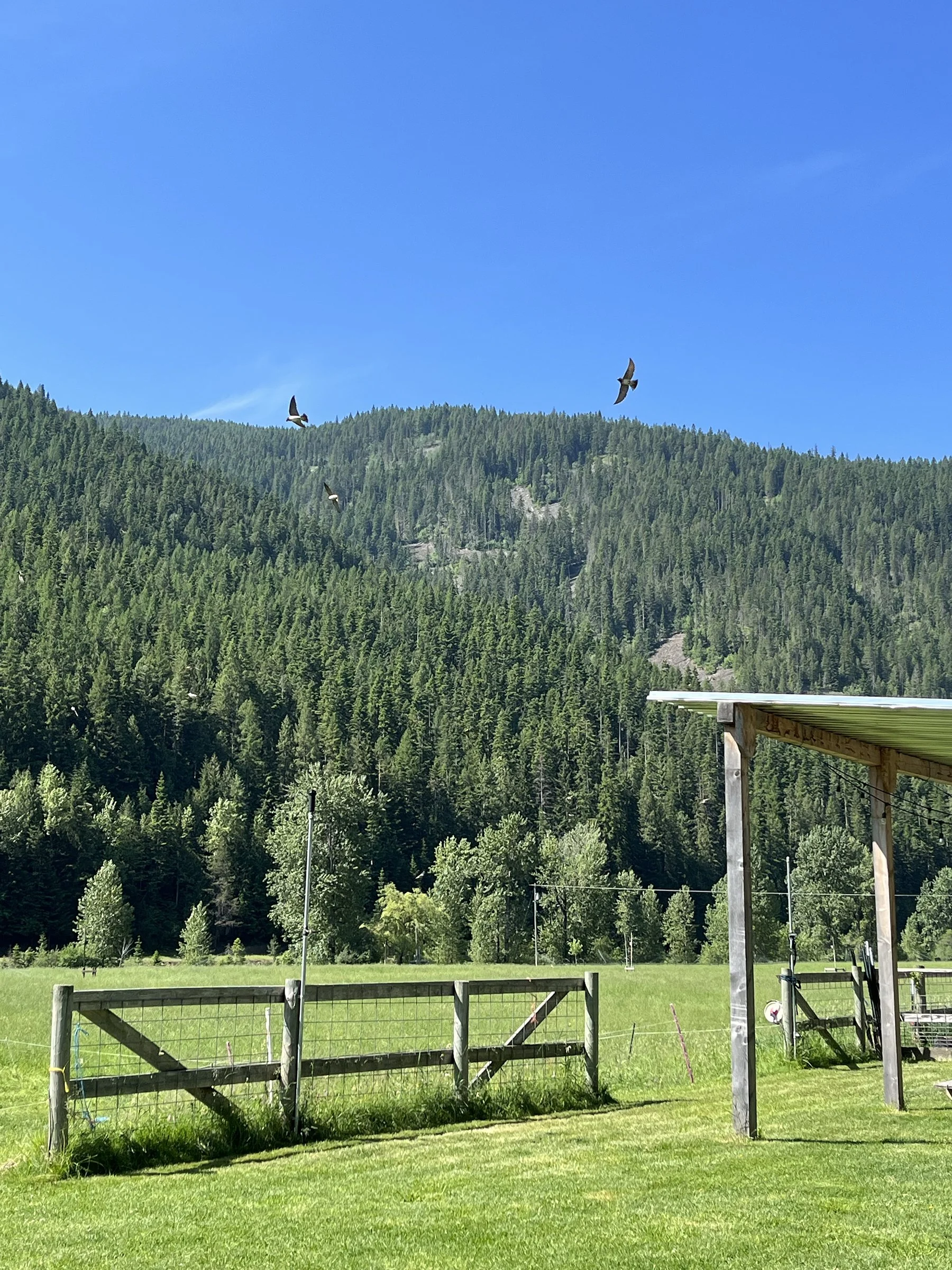 A scenic view of green grass, a wooden fence, and a covered structure against a backdrop of densely forested mountains under a clear blue sky with three birds flying.