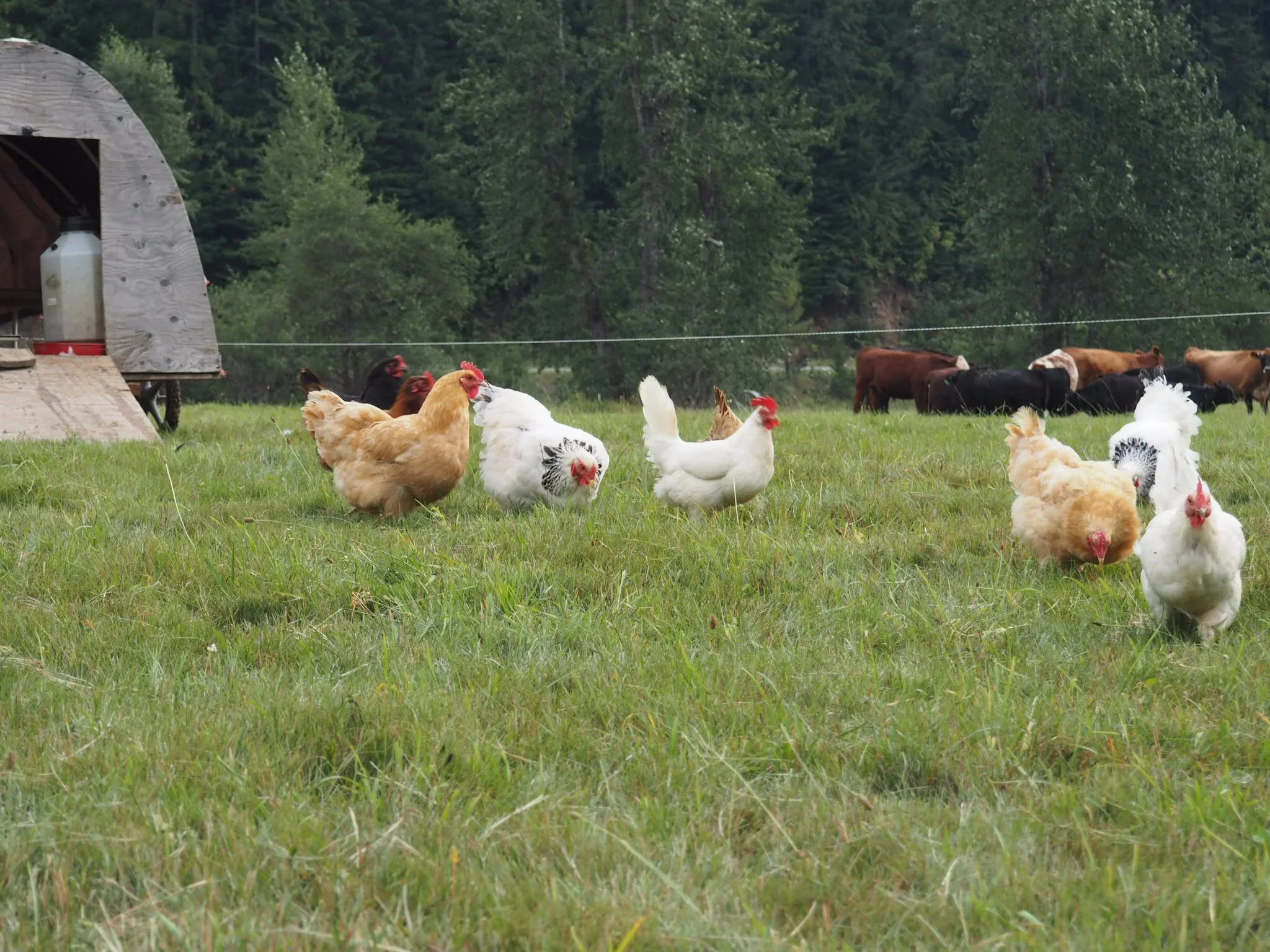 Chickens grazing on a grassy farm field with cows and trees in the background.