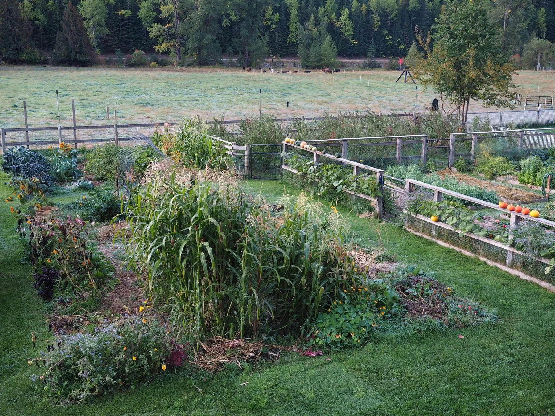 A well-maintained vegetable garden with corn, pumpkin, and other vegetables, enclosed by a wooden fence, with a grassy lawn and a distant pasture with horses and trees in the background.