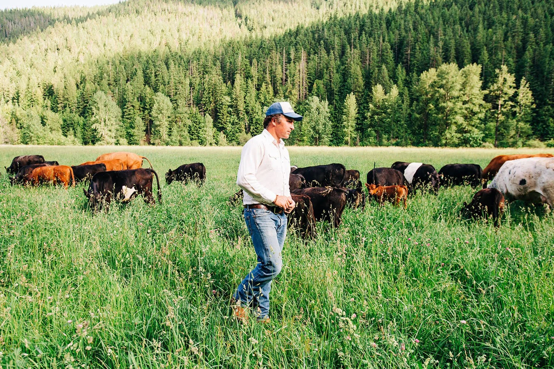 Farmer standing in a green field with cows grazing and a forested hillside in the background.