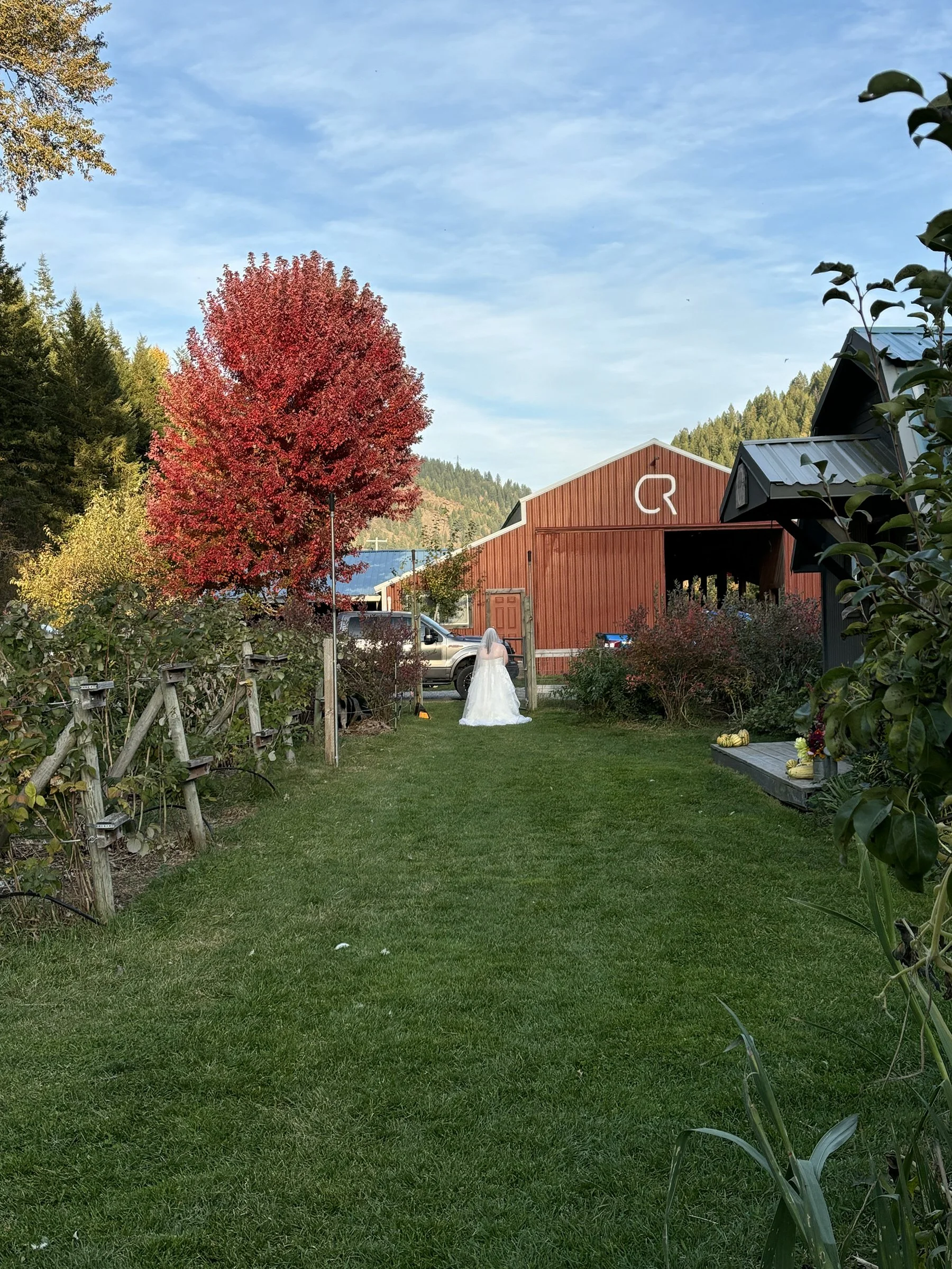 A bride in a white wedding dress standing on a green lawn with a red barn, a large red tree, and a pathway lined with plants and flowers in the background.