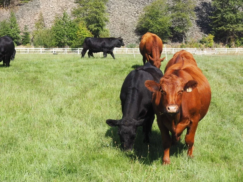 Several cows grazing on a green field with a wooded hillside and a white fence in the background.