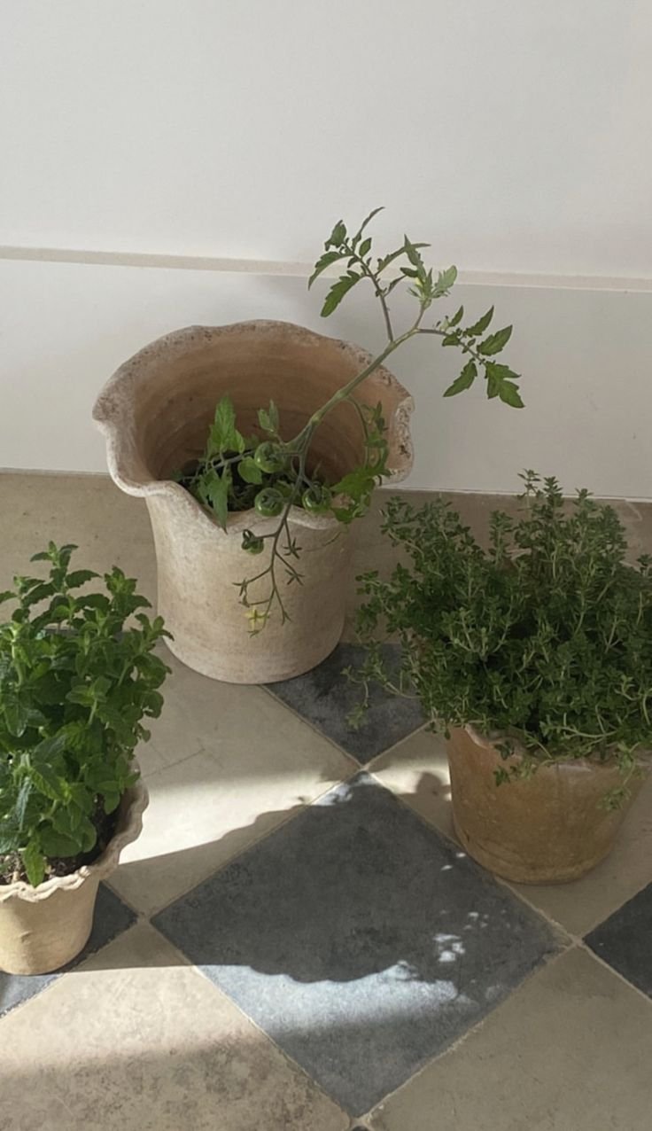 Three potted plants on a tiled floor with a white wall background, one in a large cream-colored pot, and two in smaller terracotta pots.