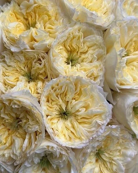 flowers - haileedoll about