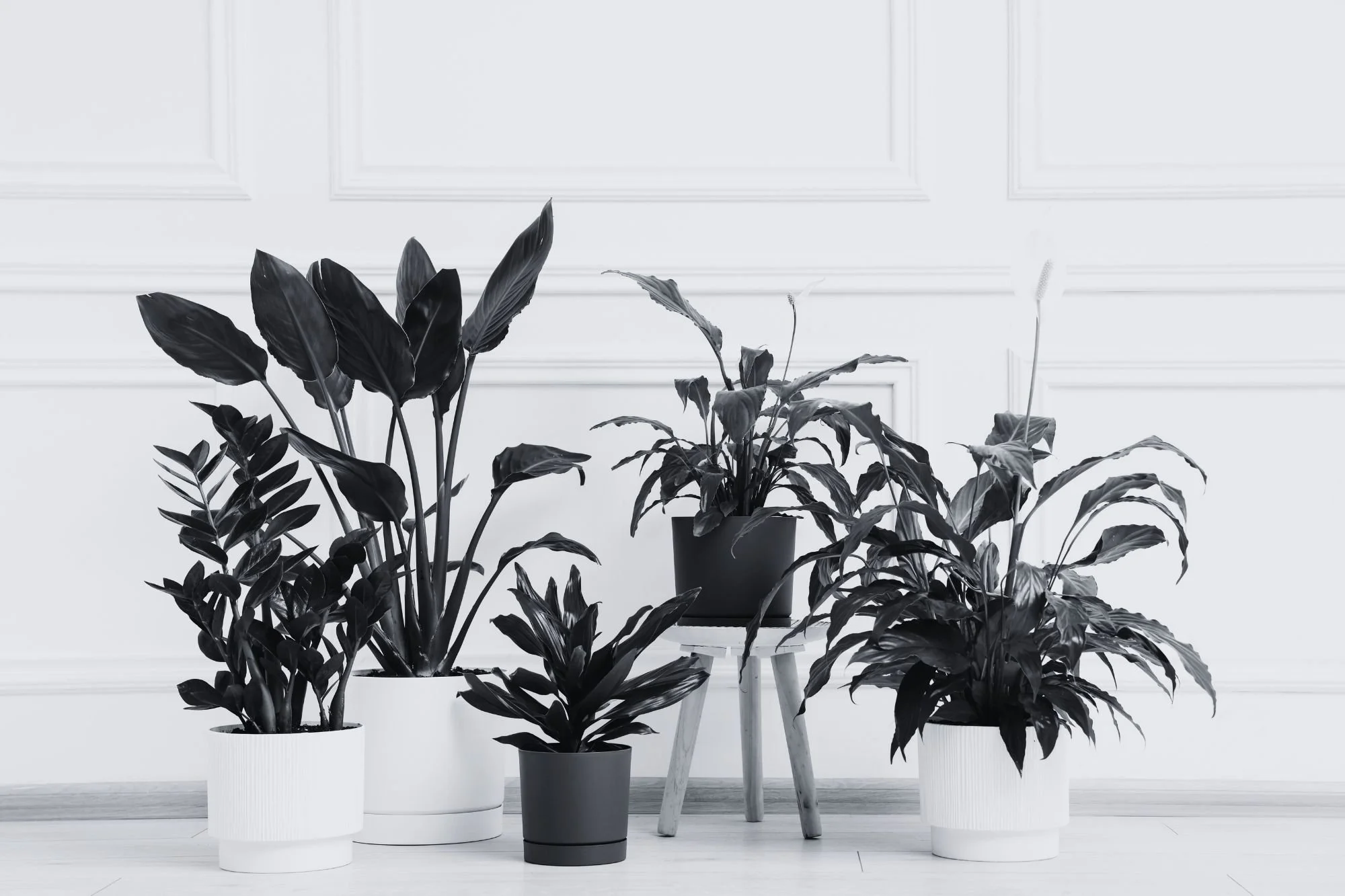 Bringing the Pacific Northwest Inside: The Best Houseplants for 10-Foot Ceilings