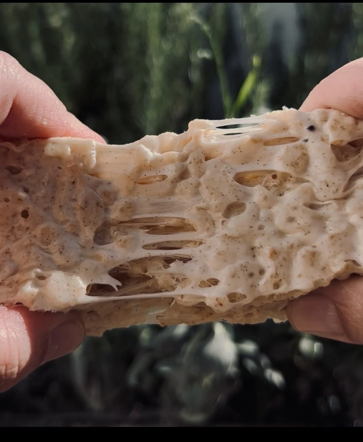 Close-up of a person's hand holding a piece of a plant stem with a fibrous, spongy interior, possibly a sugarcane stalk, with a blurred green background.