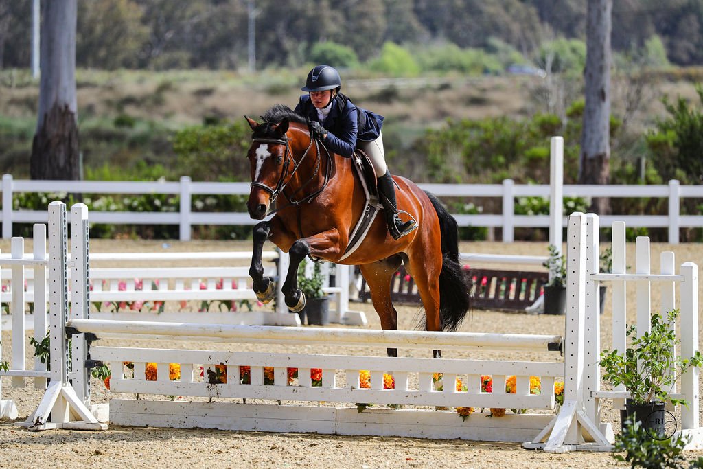 A female equestrian riding a brown horse jumping over a white obstacle in an outdoor arena. Hunter/Jumper San Diego