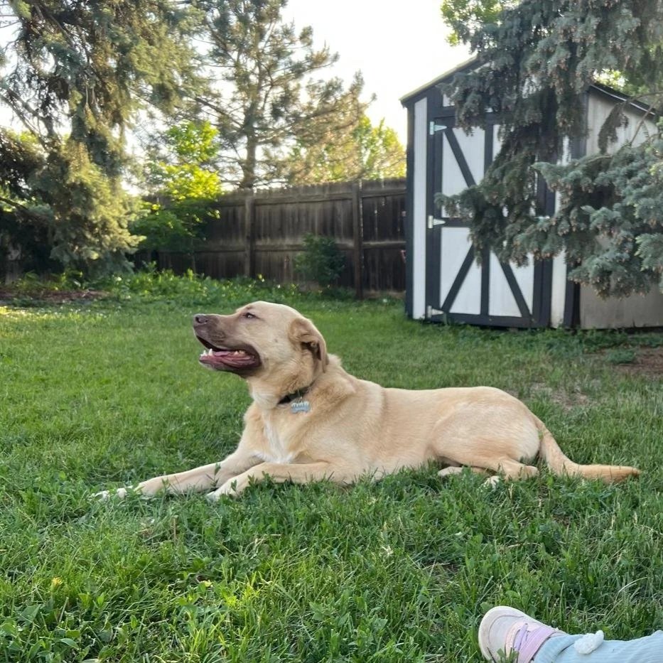 A tan Labrador retriever with a black collar lying on green grass in a backyard, with trees and a black and white shed in the background.