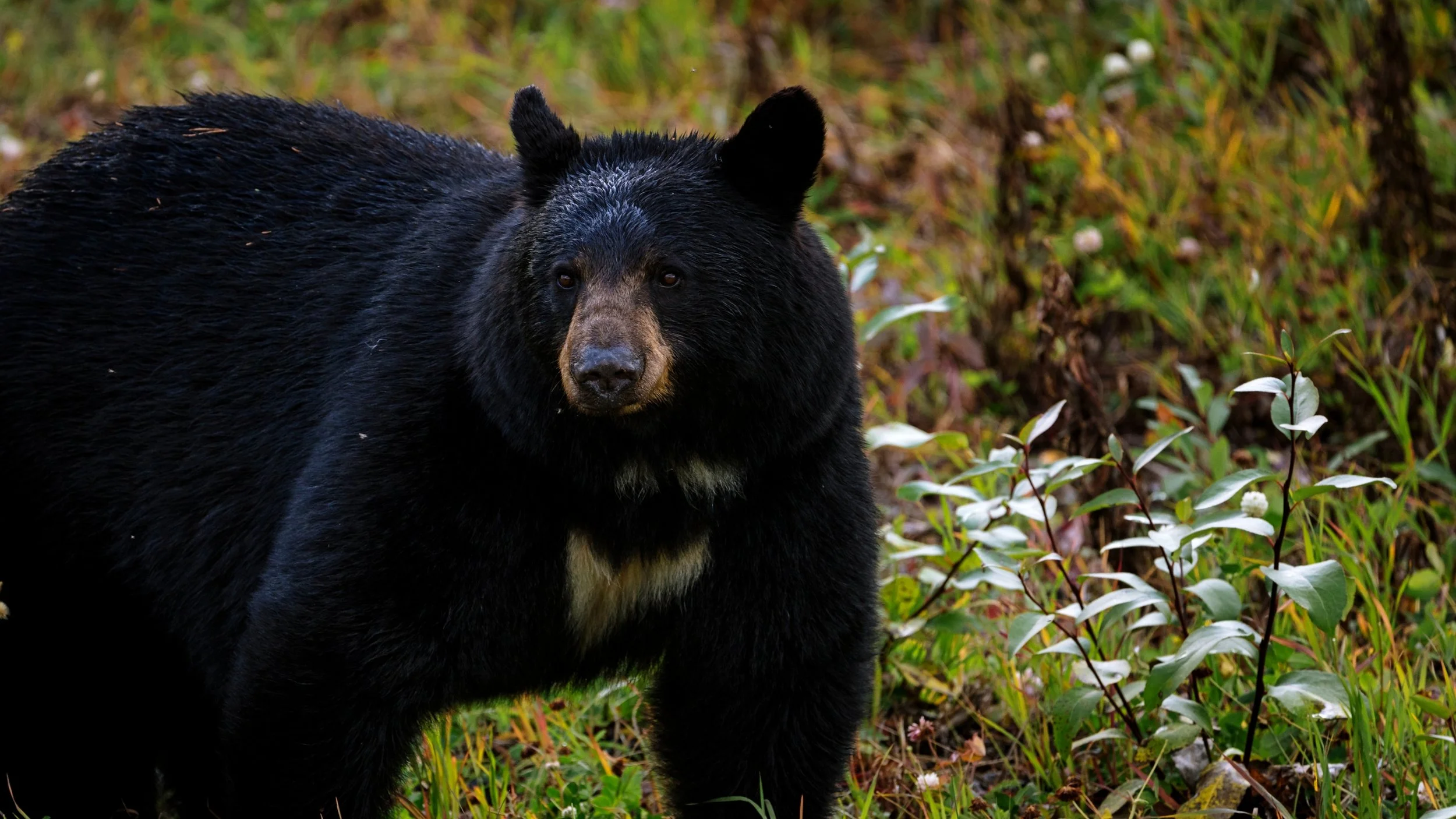 Black bear in the field